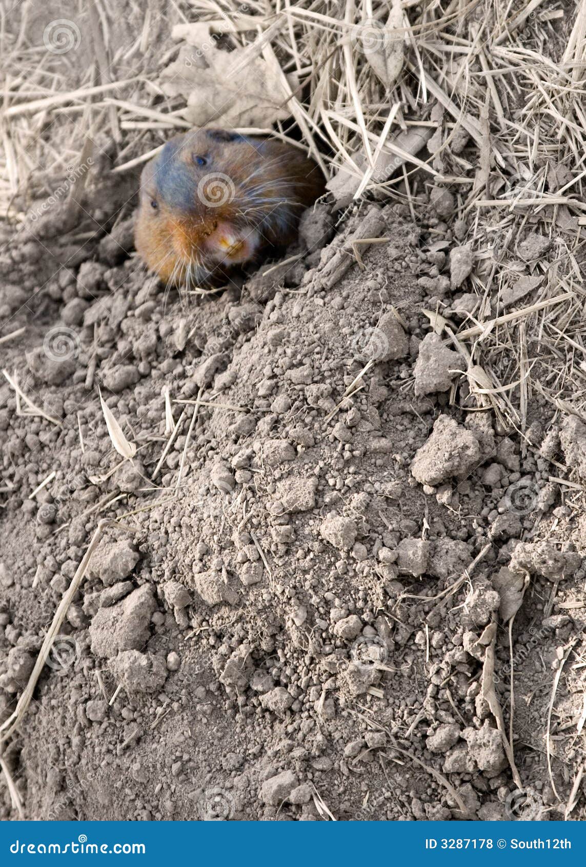 Pocket Gopher Hole Stock Photos - Free \u0026 Royalty-Free Stock Photos from  Dreamstime, image size:1143x1690
