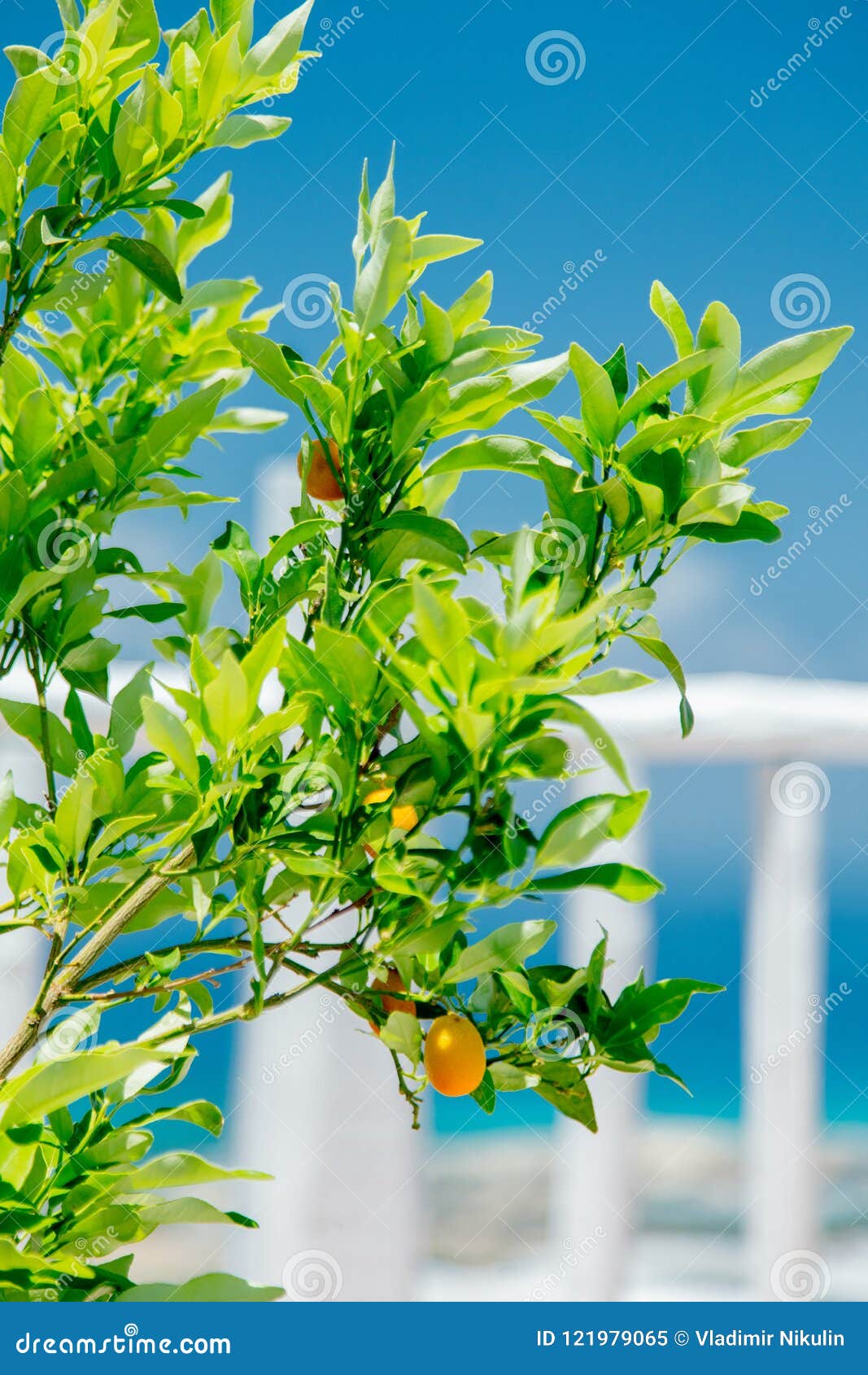 Poco Arancio Con Il Piccolo Fruitage Su Creta Immagine Stock Immagine
