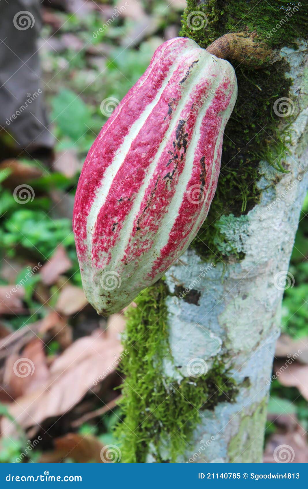 pod of arriba cacao on a tree in ecuador