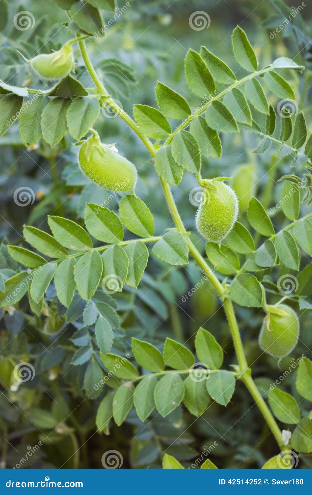 Pod Chickpea are Growing on the Field Stock Photo Image of food
