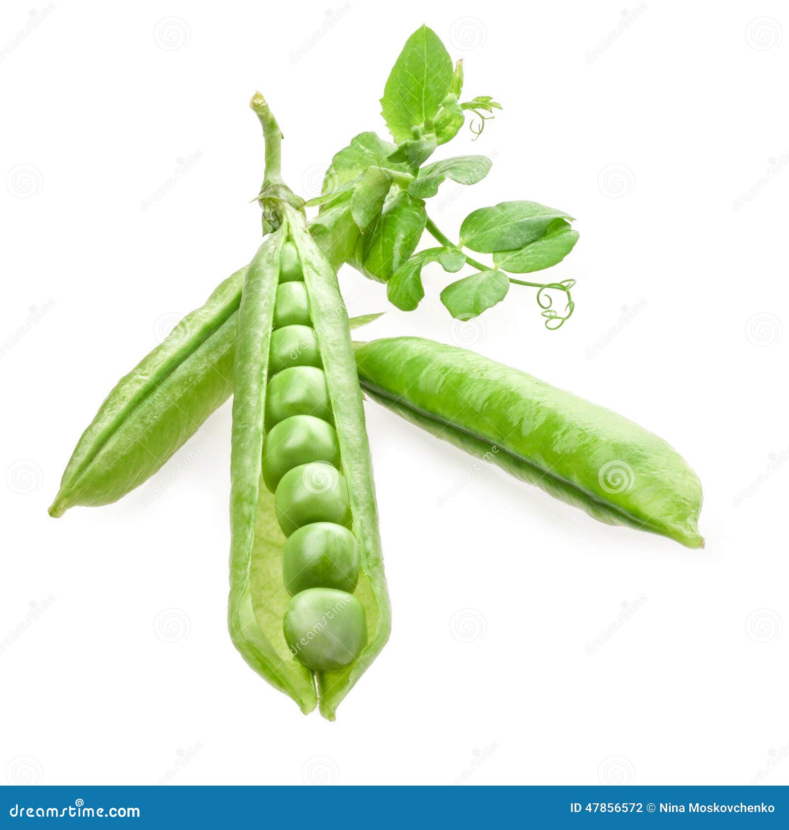 Pod of Green Peas with Leaves Stock Photo Image of harvest, green