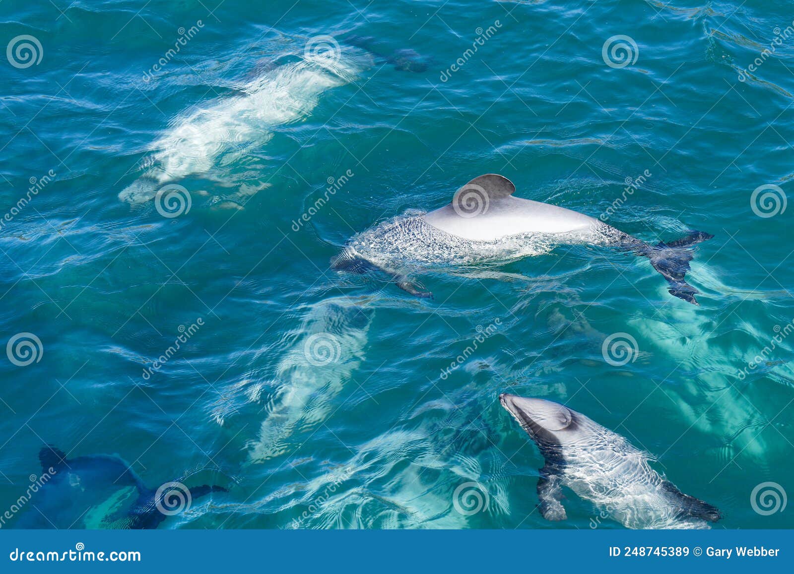 a pod of hectors dolphins, endangered dolphin, new zealand. cetacean endemic to new zealand