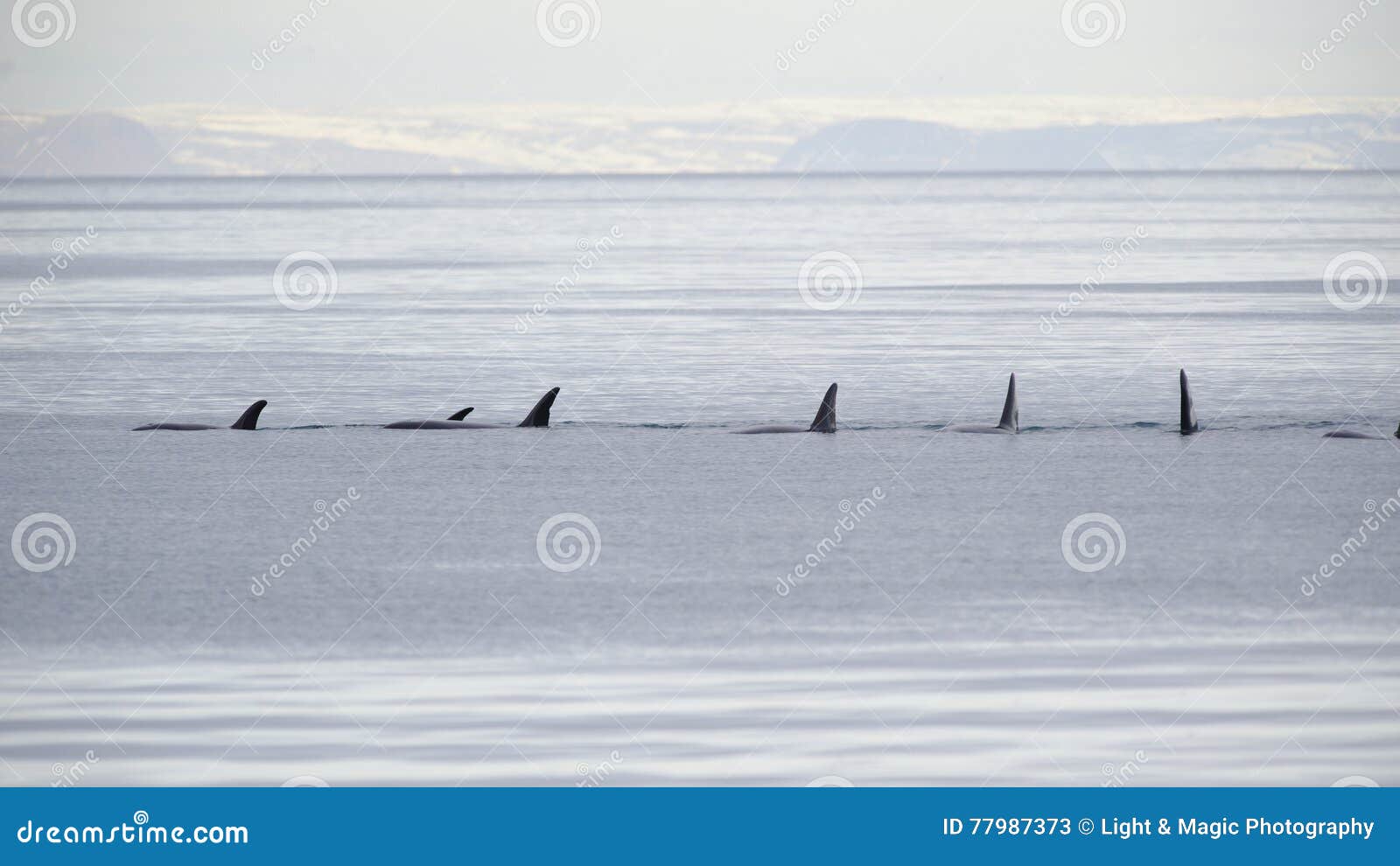 pod of orcas, iceland