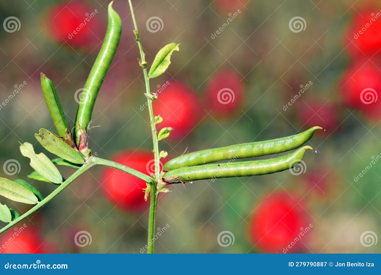 Podshaped Fruit of a Wild Fabaceae Stock Image Image of environment