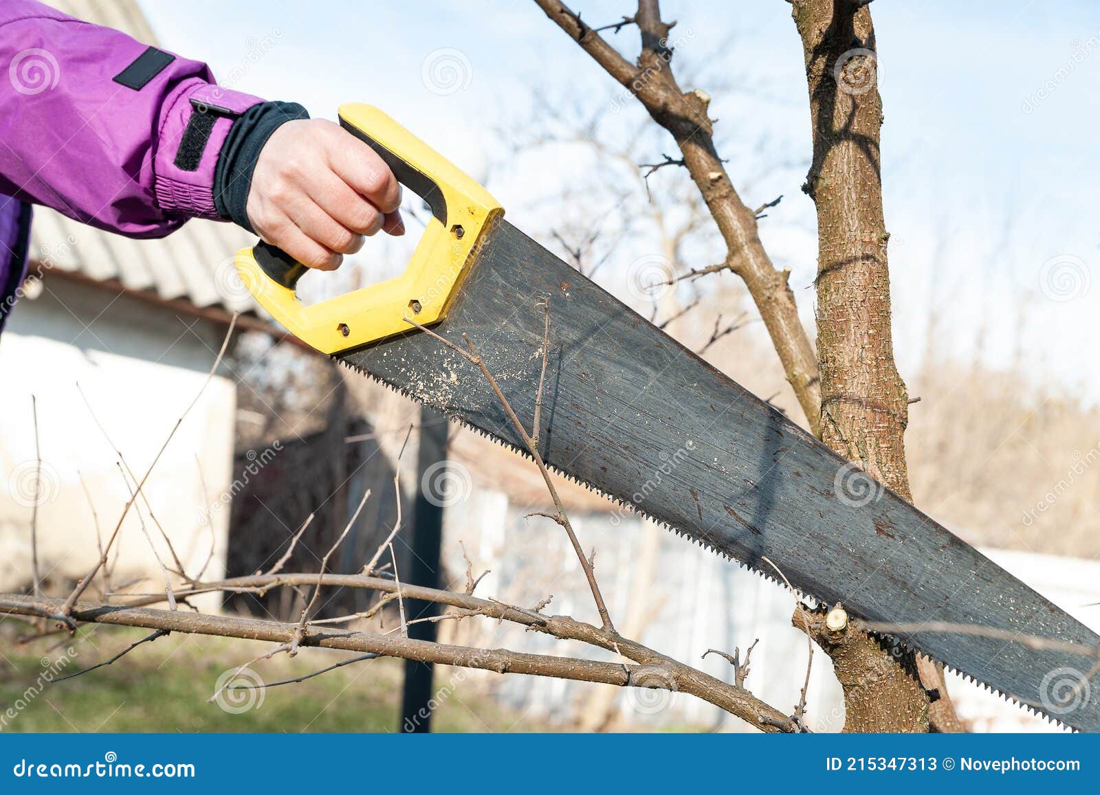 Poda De Primavera De árboles De Jardín. Jardinero Está Cortando Las Ramas  Con Una Sierra. Podar árboles a Mano. Trabajo De Primave Imagen de archivo  - Imagen de tijera, metal: 215347313