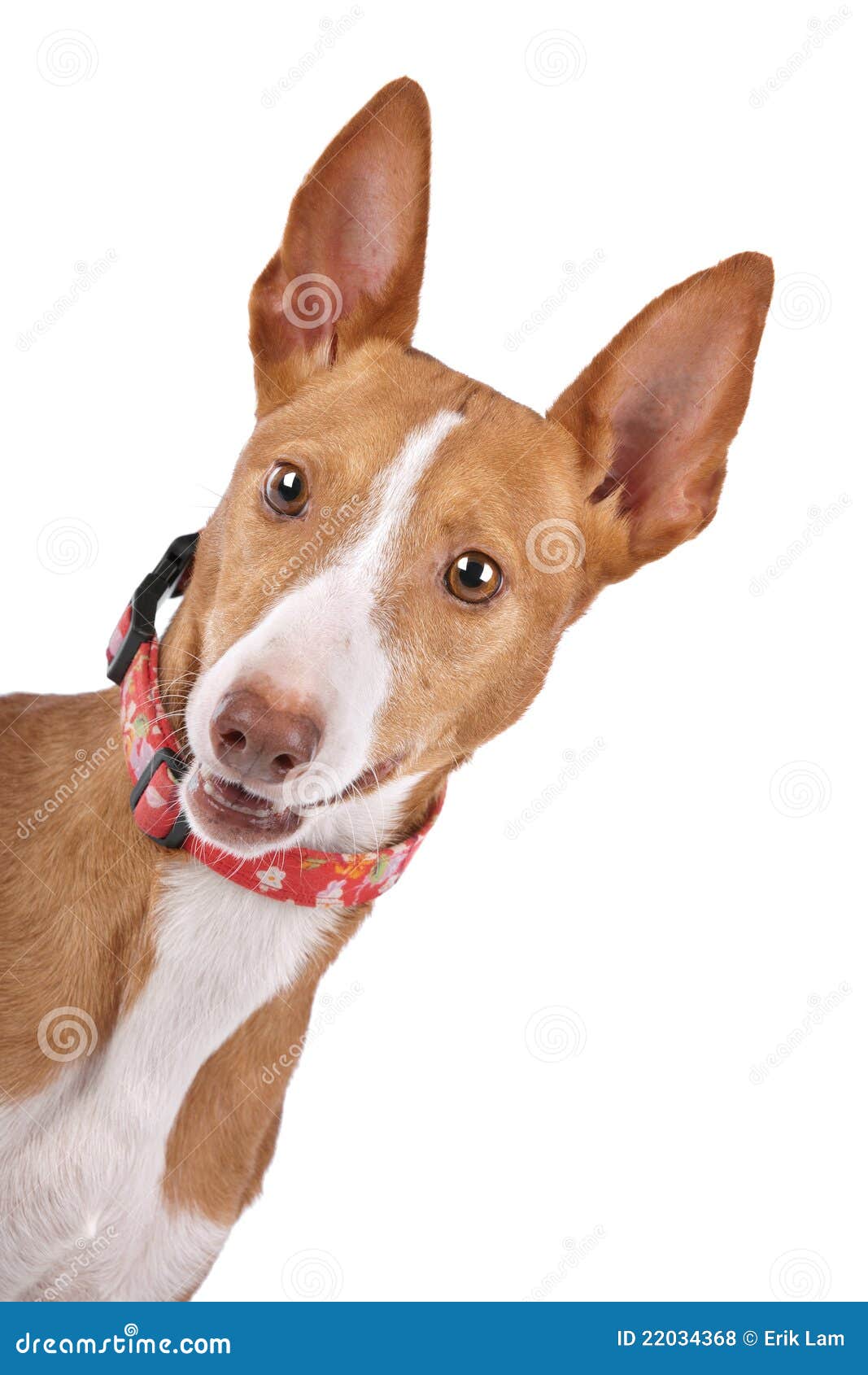 Handsome Black White Podenco Mix Dog Standing Side Ways Food Stock Photo by  ©NynkevanHolten 541399640