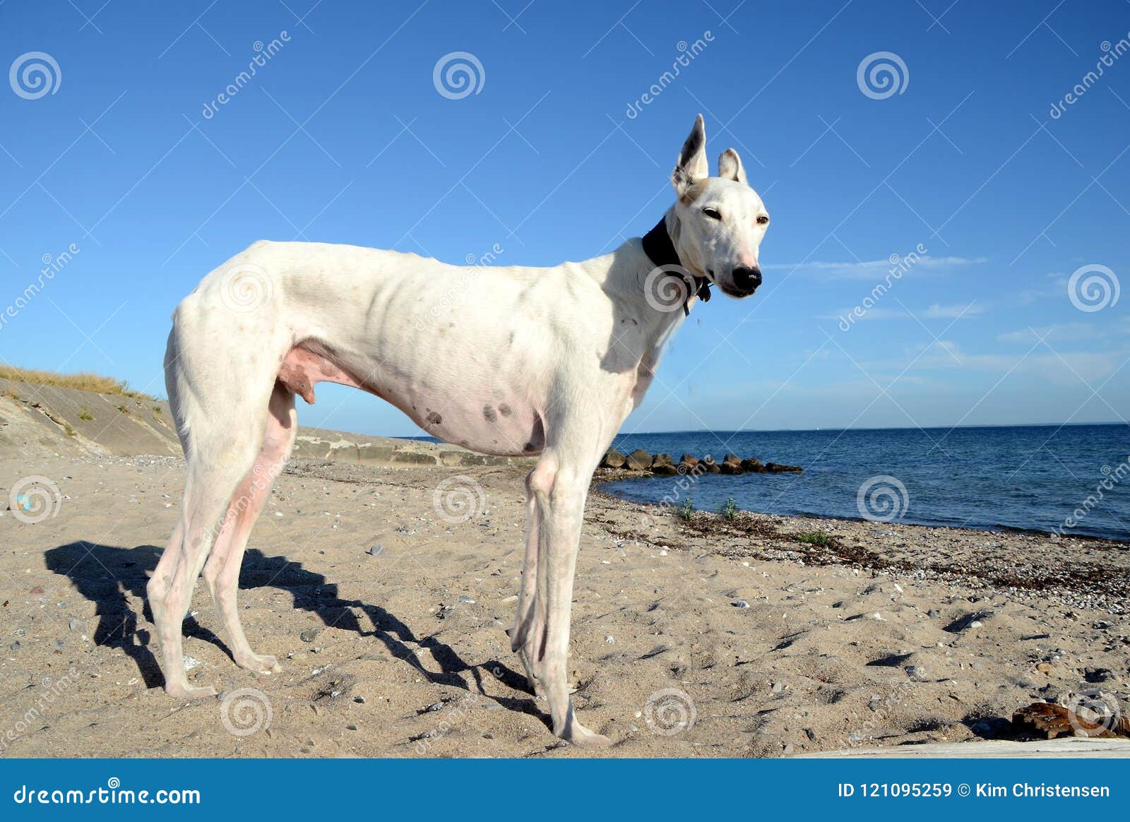 podenco dog at beach