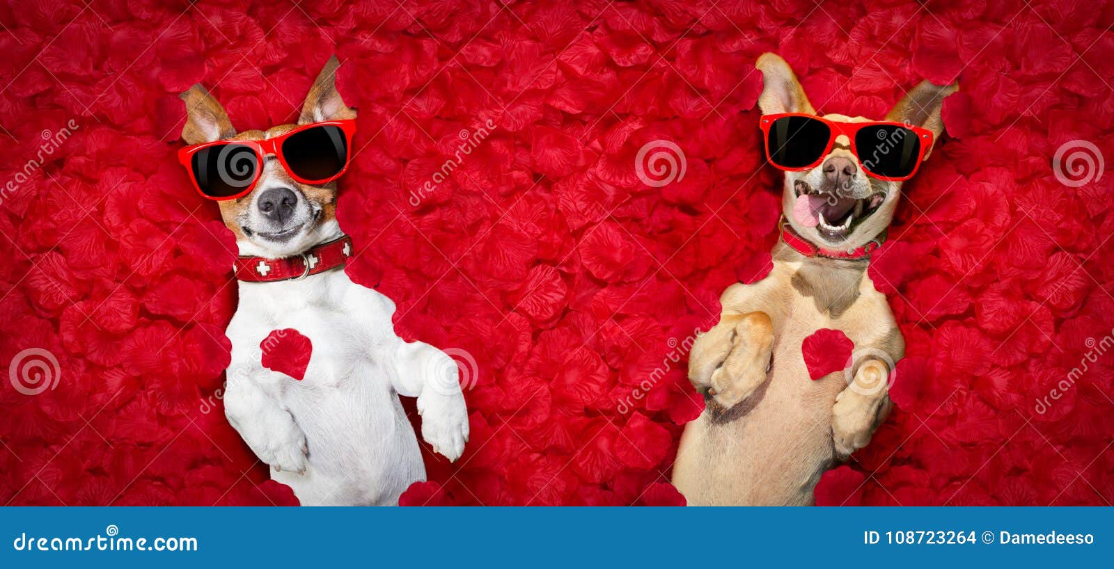 Valentines Couple Of Dogs With Rose Petals Stock Photo Image Of Park Friendship