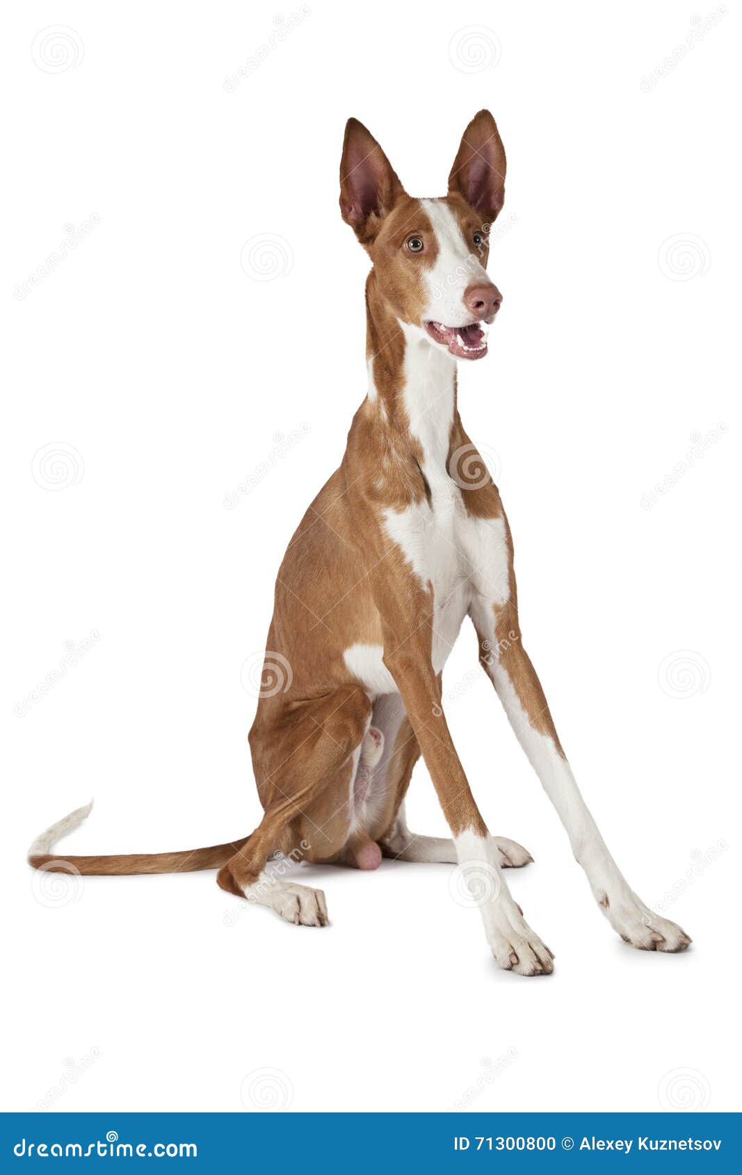 podenco ibicenco (ibizan hound) dog  on white