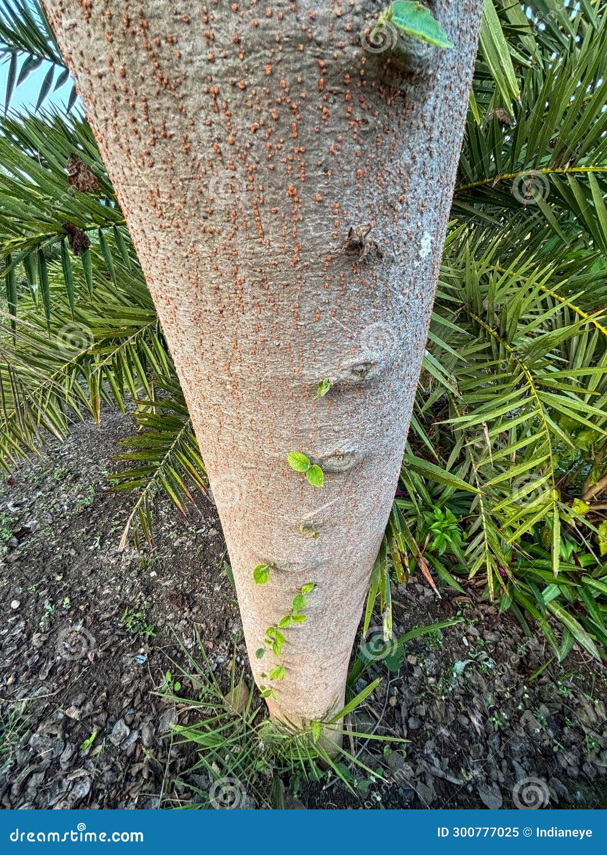 podosphaera rhodanthemum deep yellow wood tree trunk