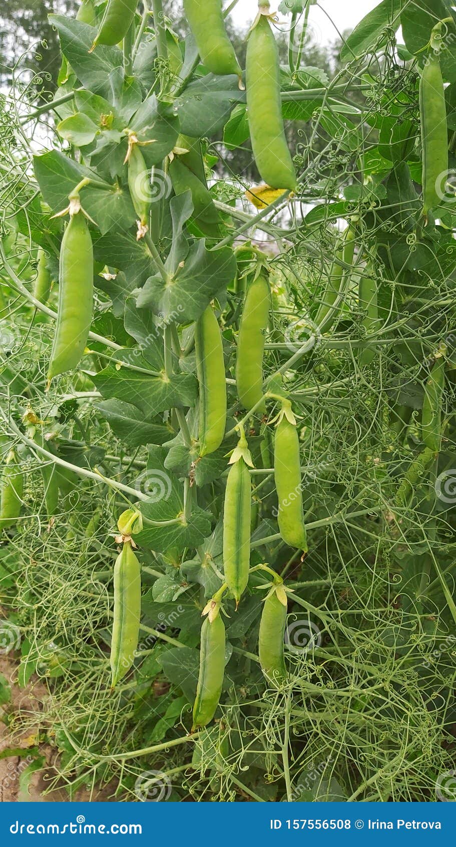 Pods of Fresh Peas Growing in the Garden Stock Photo Image of growth