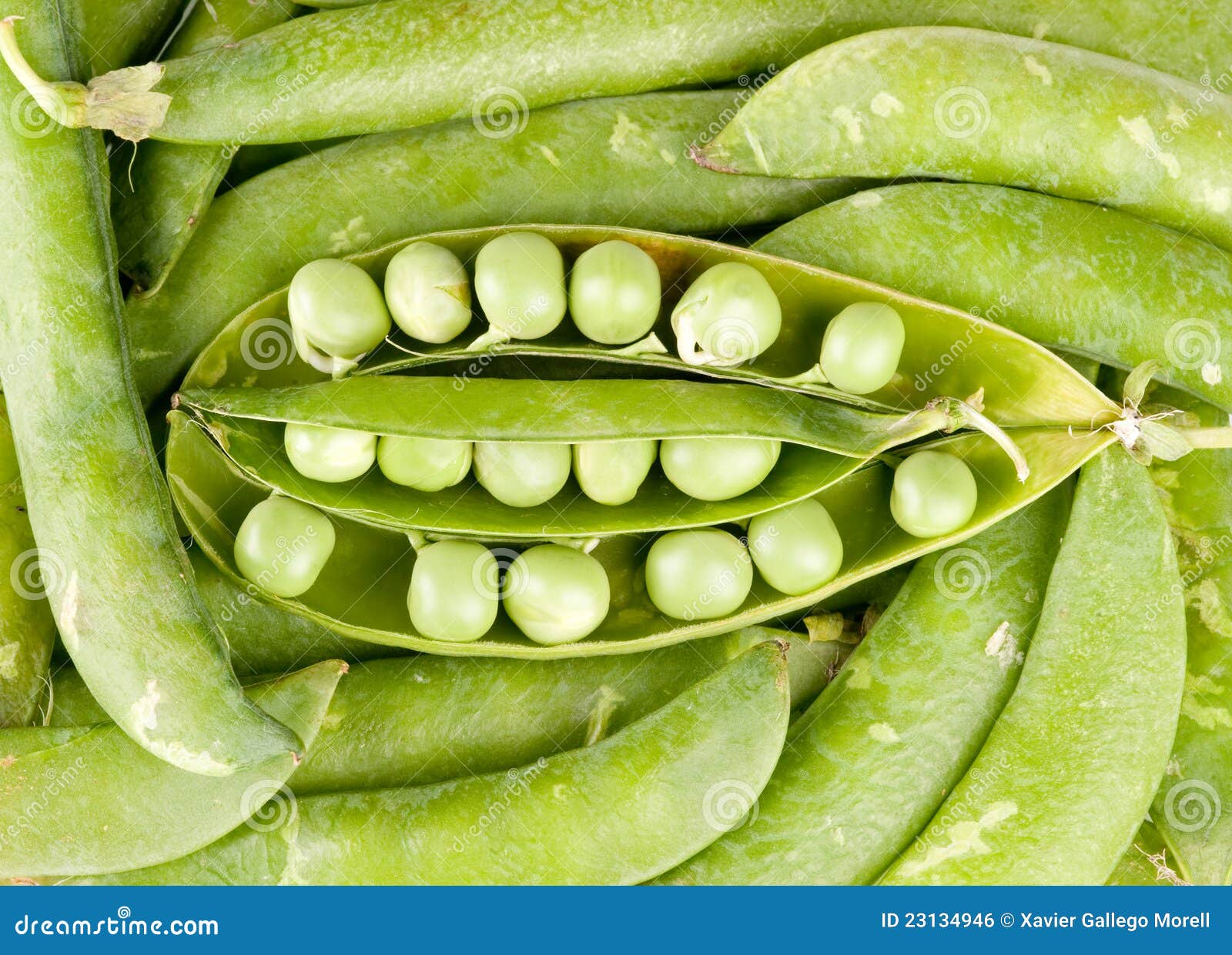 Pods of green peas stock photo. Image of native, cultivation 23134946
