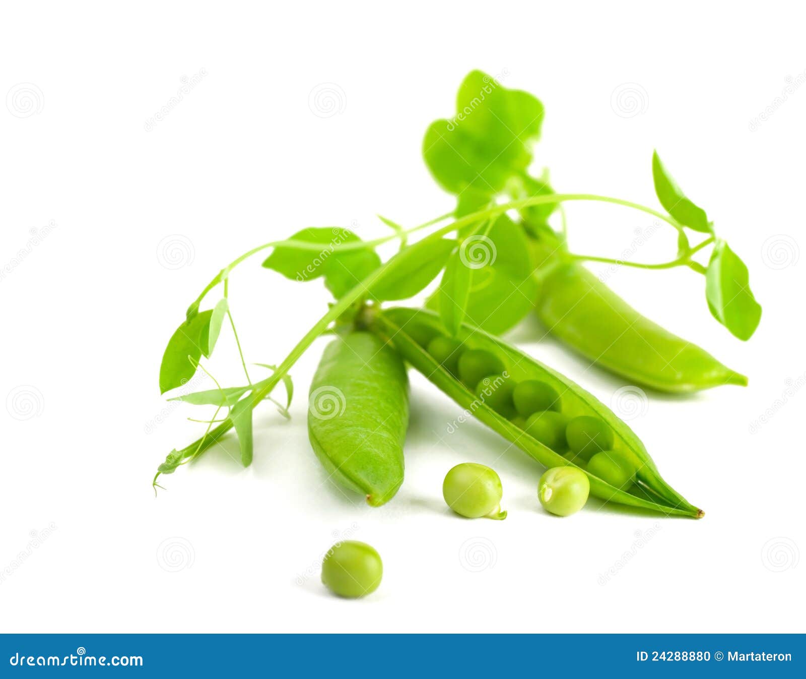 Pods Of Green Peas Stock Photography 23134946