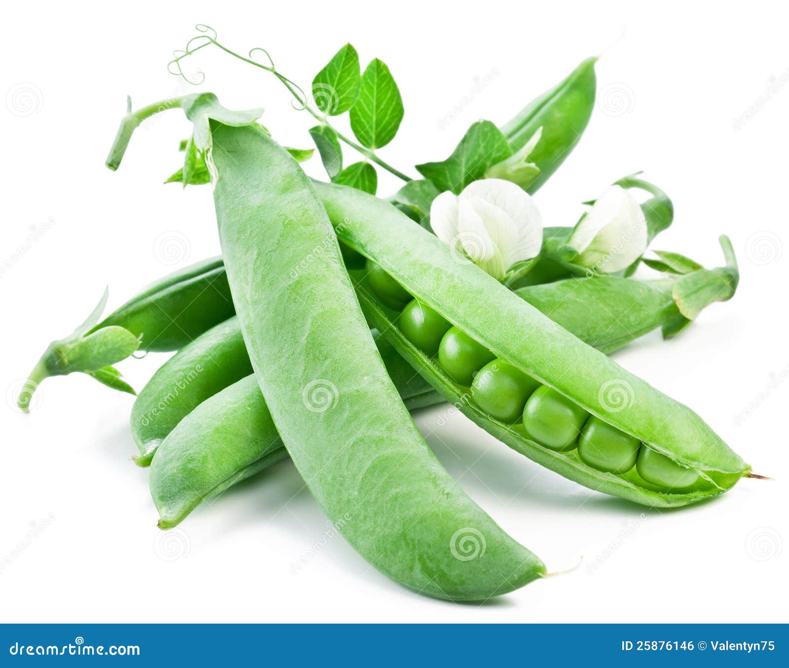 Pods of Green Peas with Leaves Stock Photo Image of flower