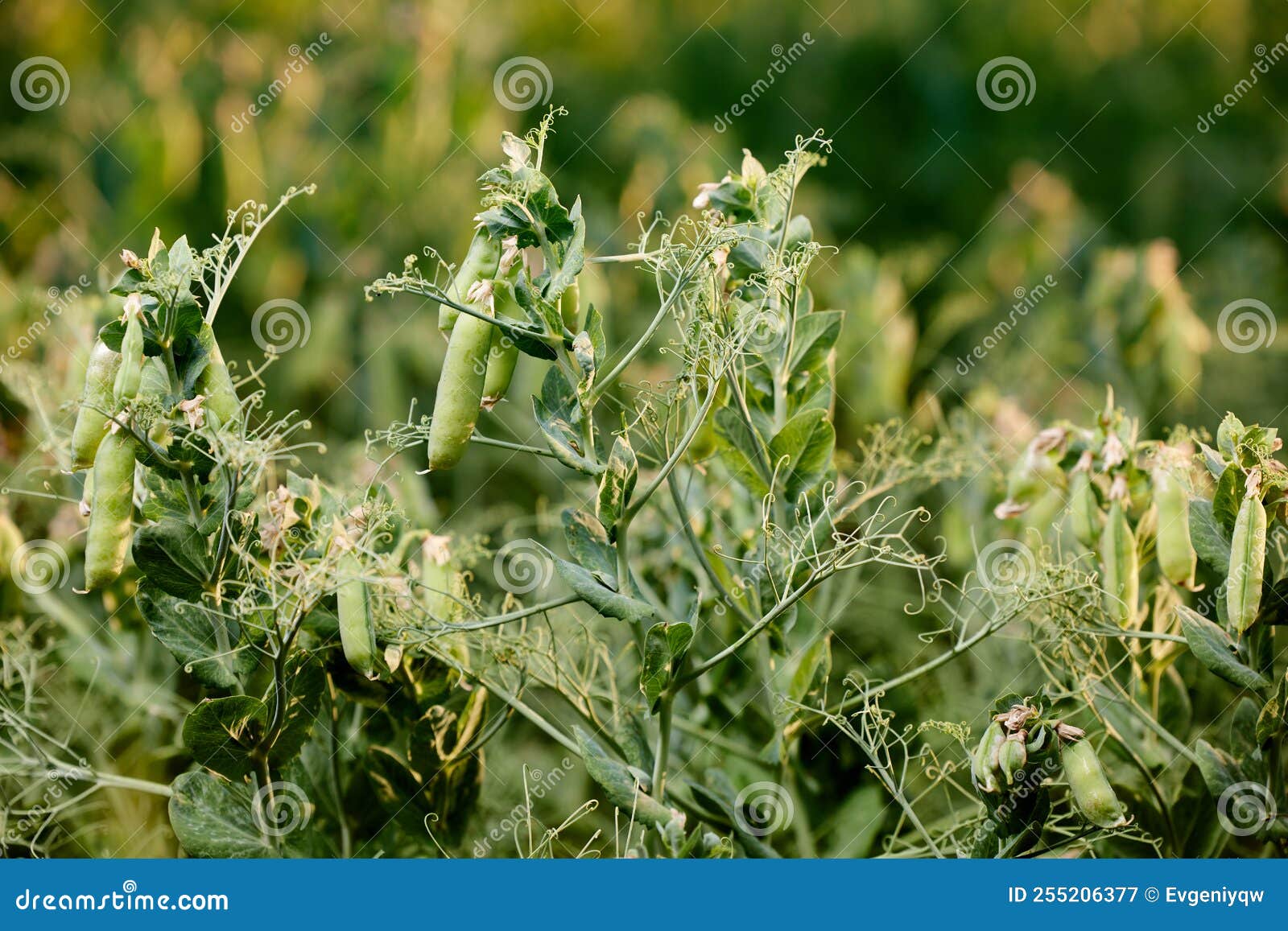 Pods of Ripening Green Peas Closeup. Green Pea Pods Ripen on Bush