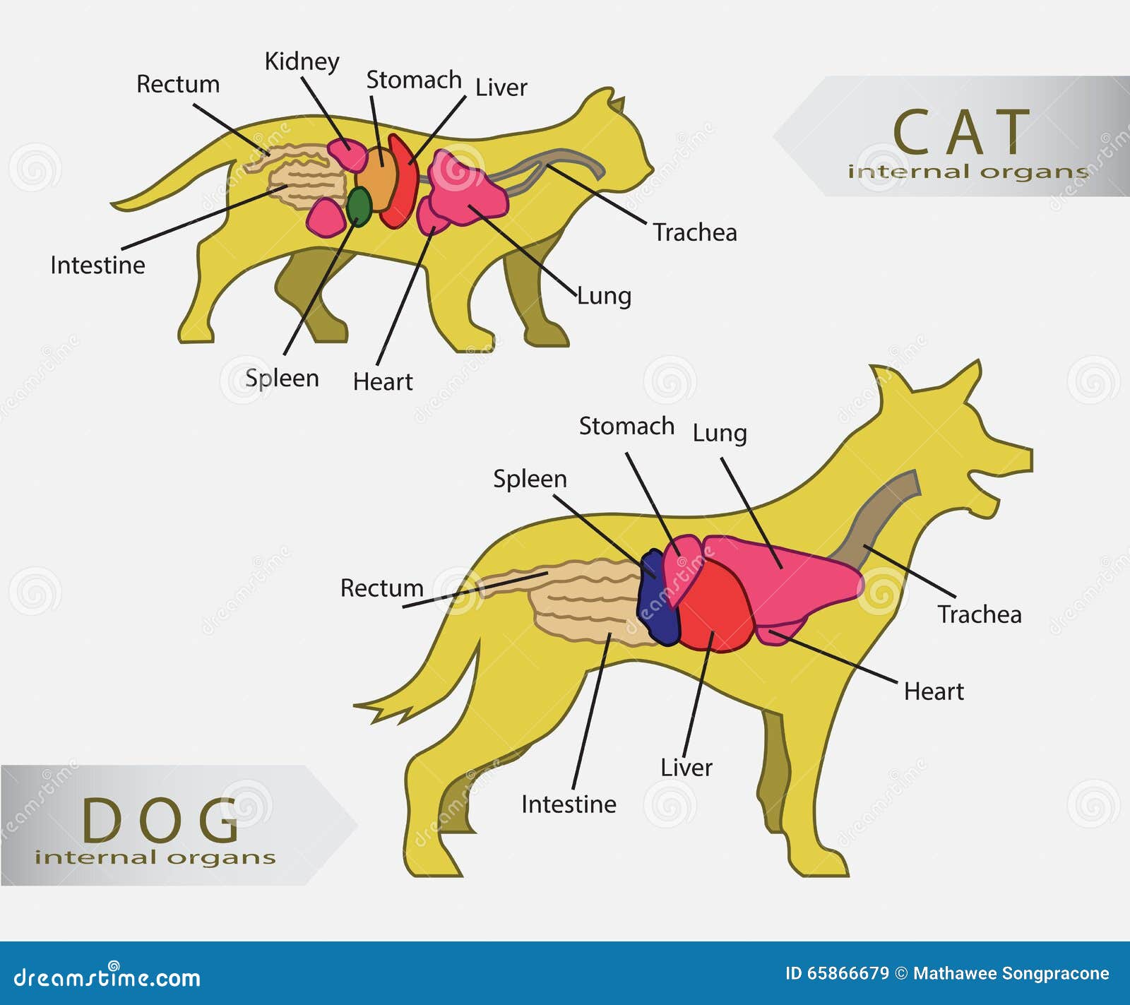 podstawowi-wewn-trzni-organy-kot-i-pies-
