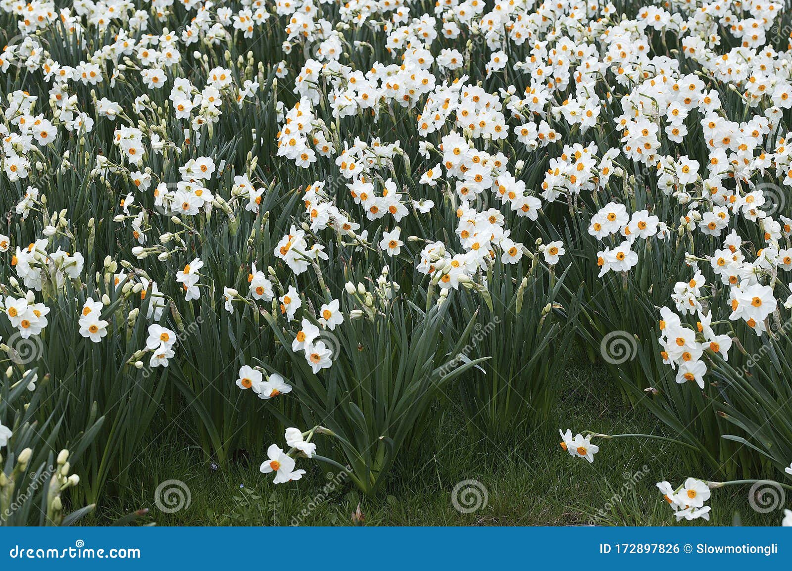 NARCISSE DES POETES Narcissus Poeticus Stock Photo - Image of plant,  botany: 172897826