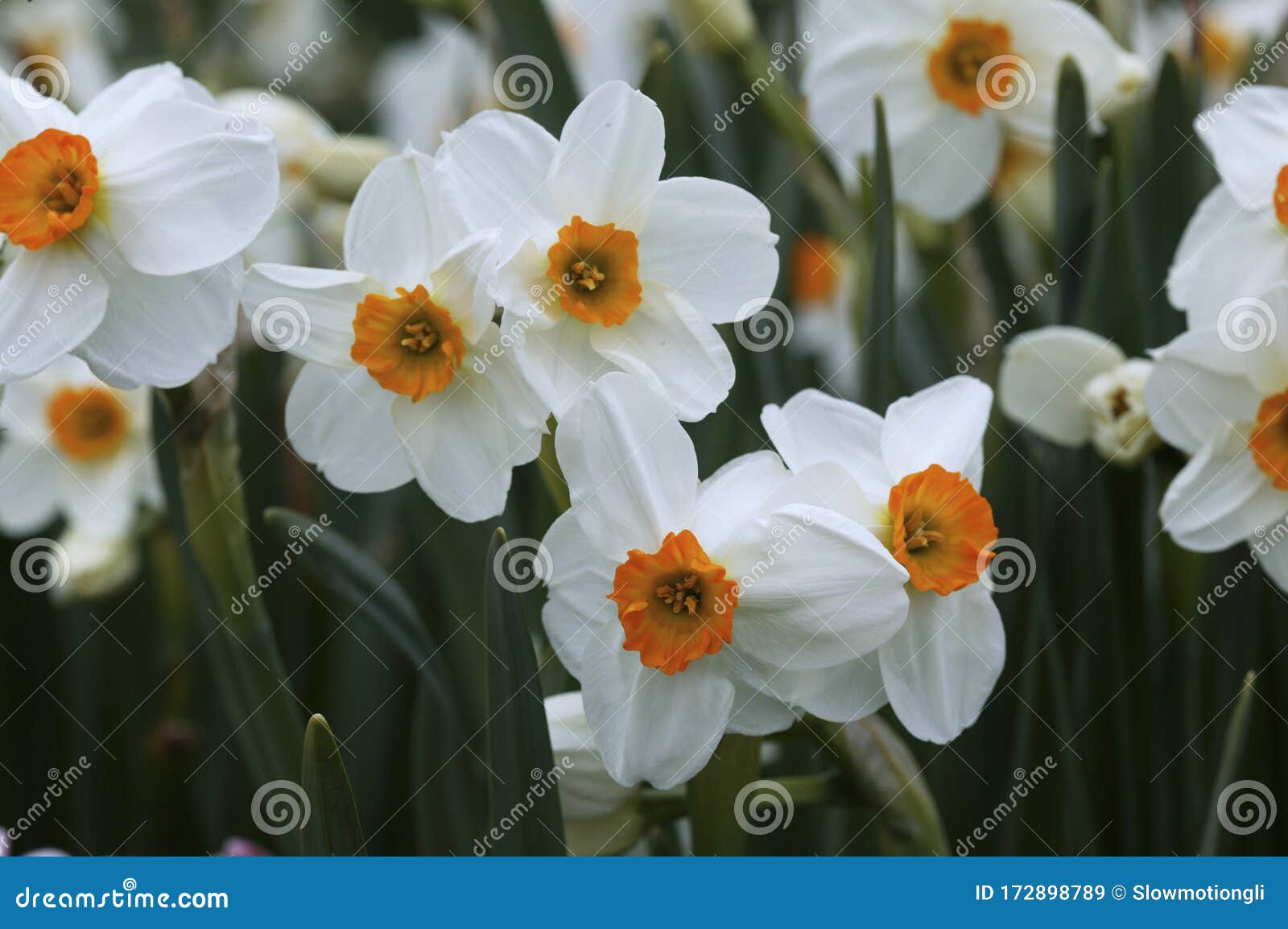 NARCISSE DES POETES Narcissus Poeticus Stock Image - Image of blossom,  poeticus: 172898789