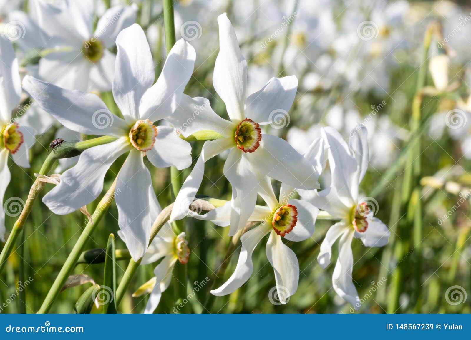 Poeticus Sauvage De Narcisse De Fleur De Narcisse Image stock - Image du  jonquille, floraison: 148567239