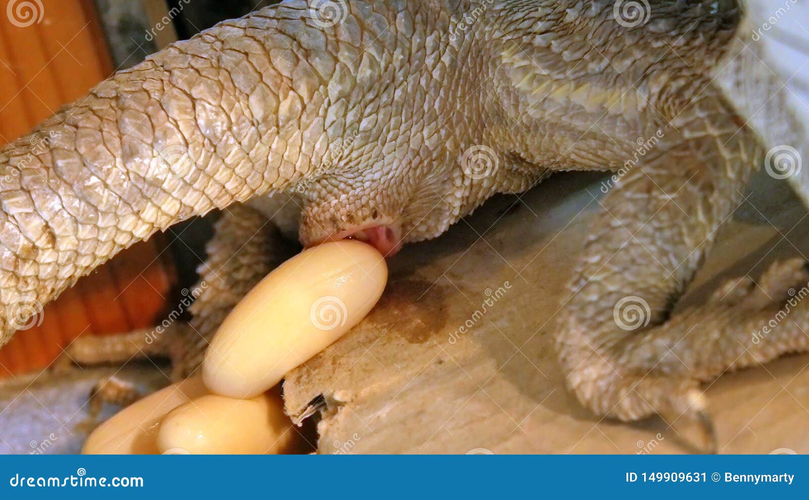 Bearded dragons laying eggs
