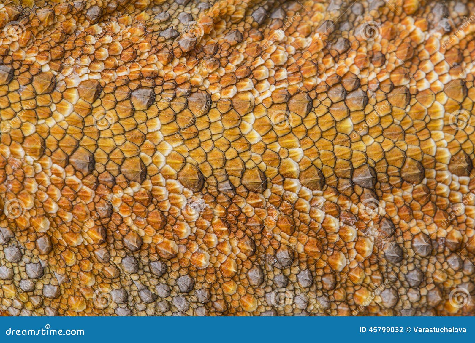 pogona vitticeps detail of skin