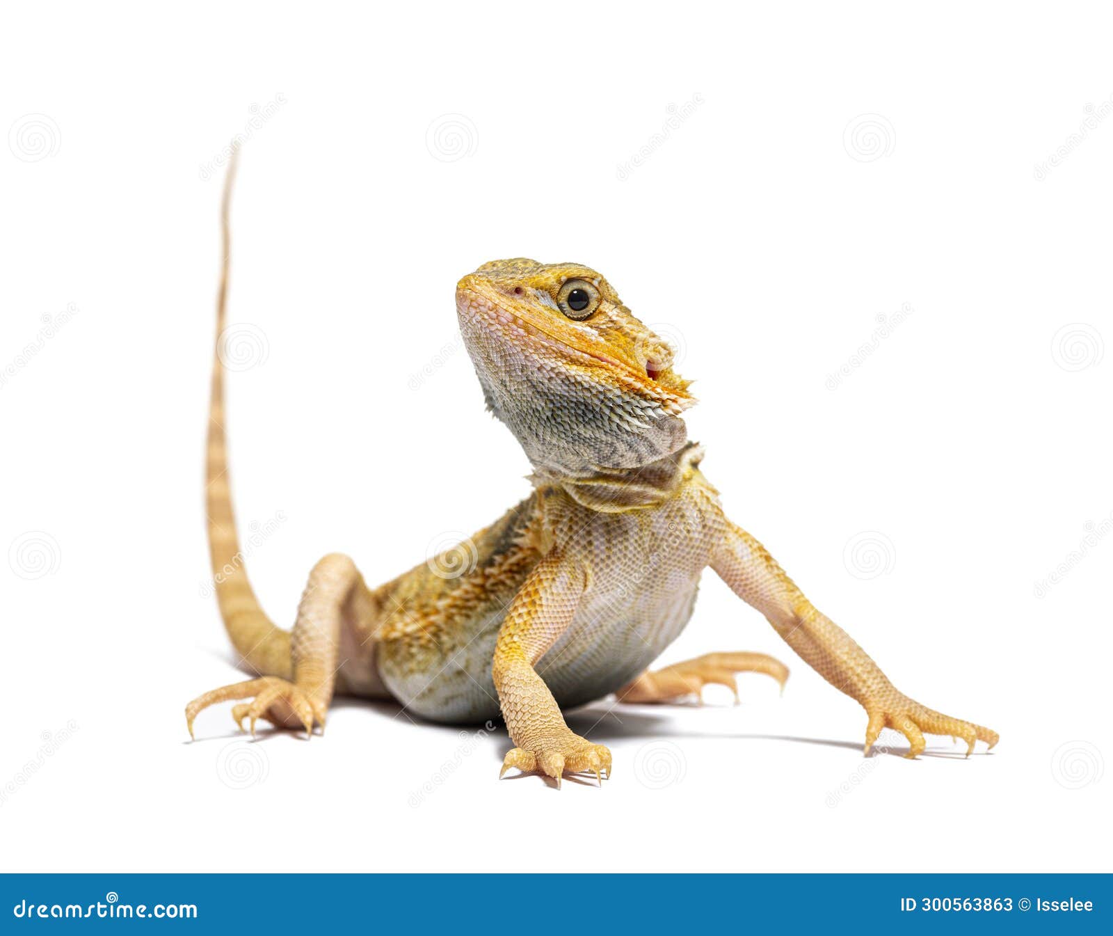 Pogona, Pogona Vitticeps, Standing in Front, Isolated on White Stock