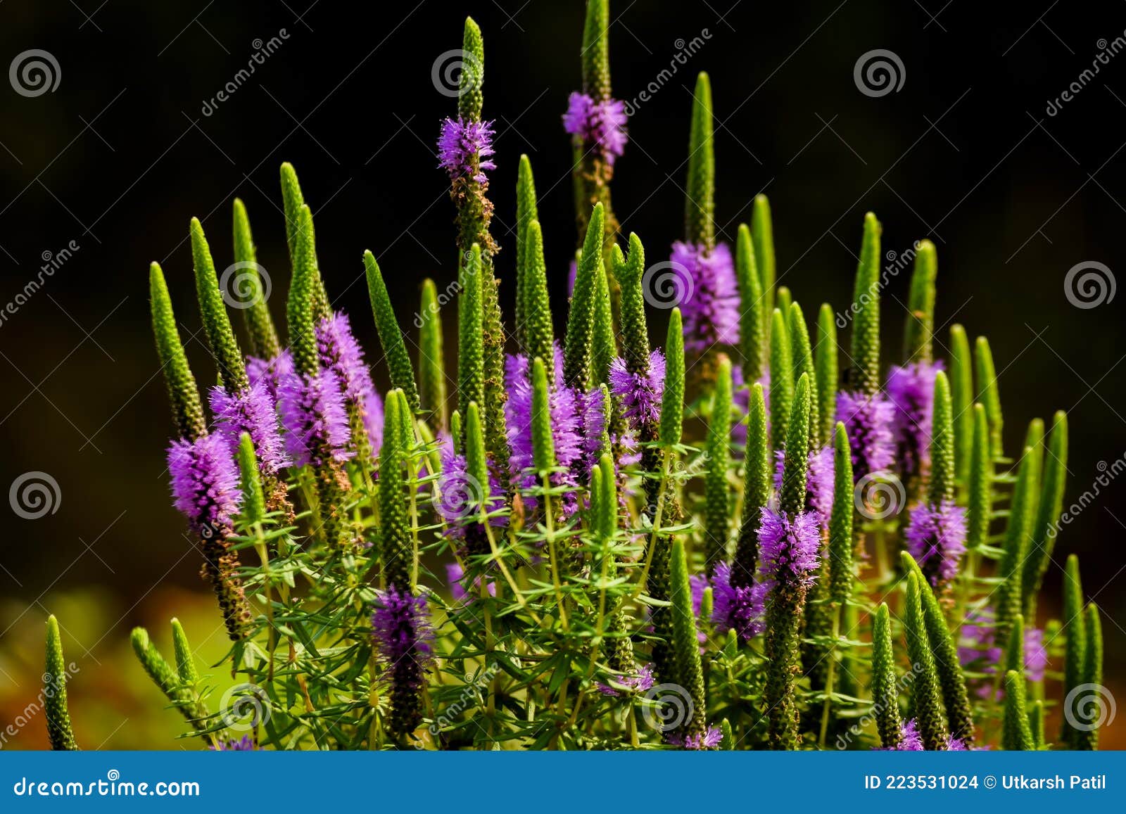 pogostemon deccanensis also known as jambhli manjiri is a aquatic herb which have purple stamens flowers. this herb mostly grows