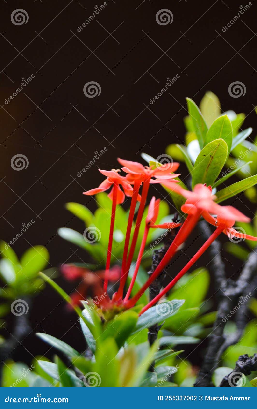 pohon asoka or ixora, other common names include jungle flame, jungle geranium.