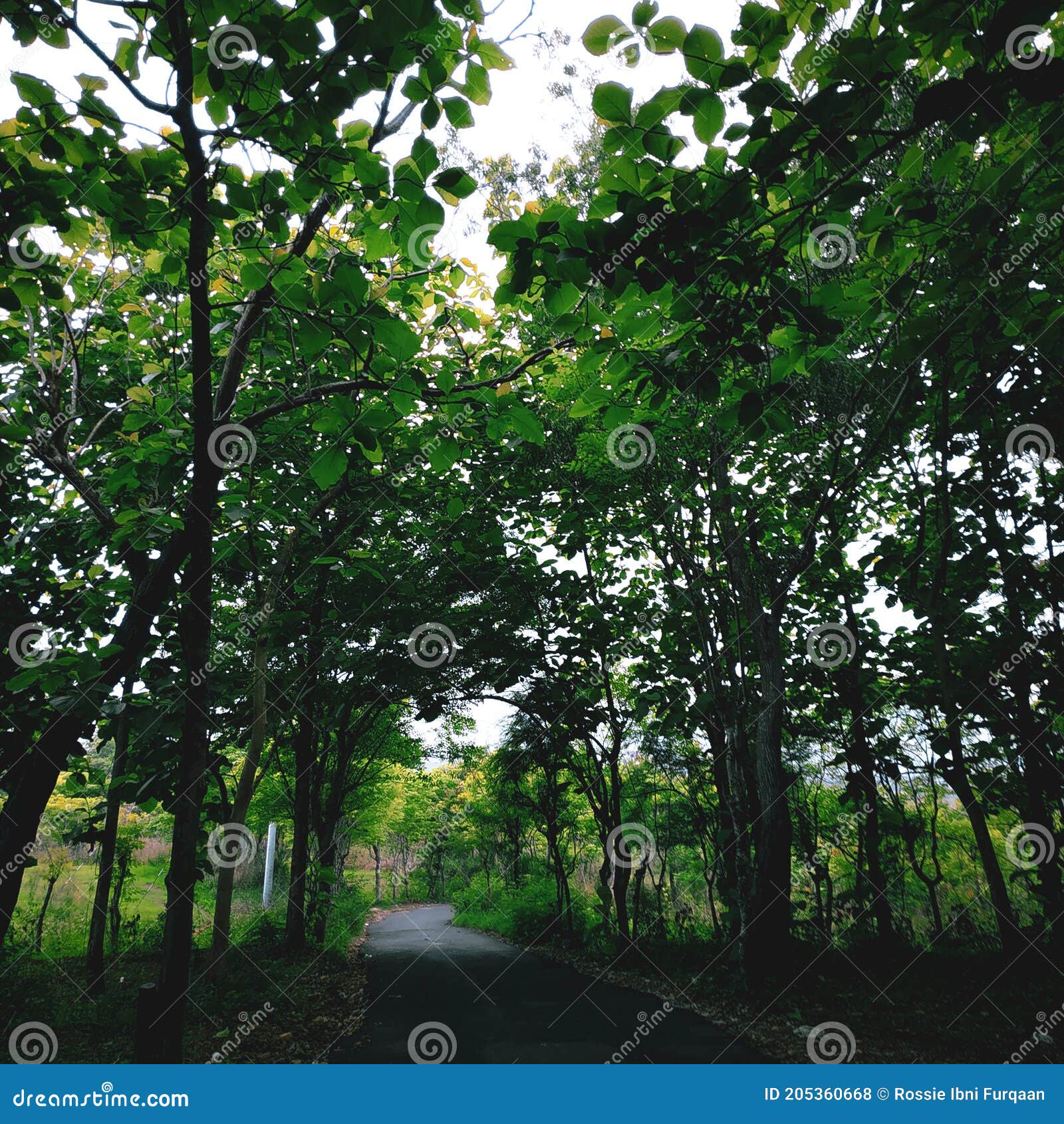 Pohon hijau Indonesia stock photo. Image of sunlight - 205360668