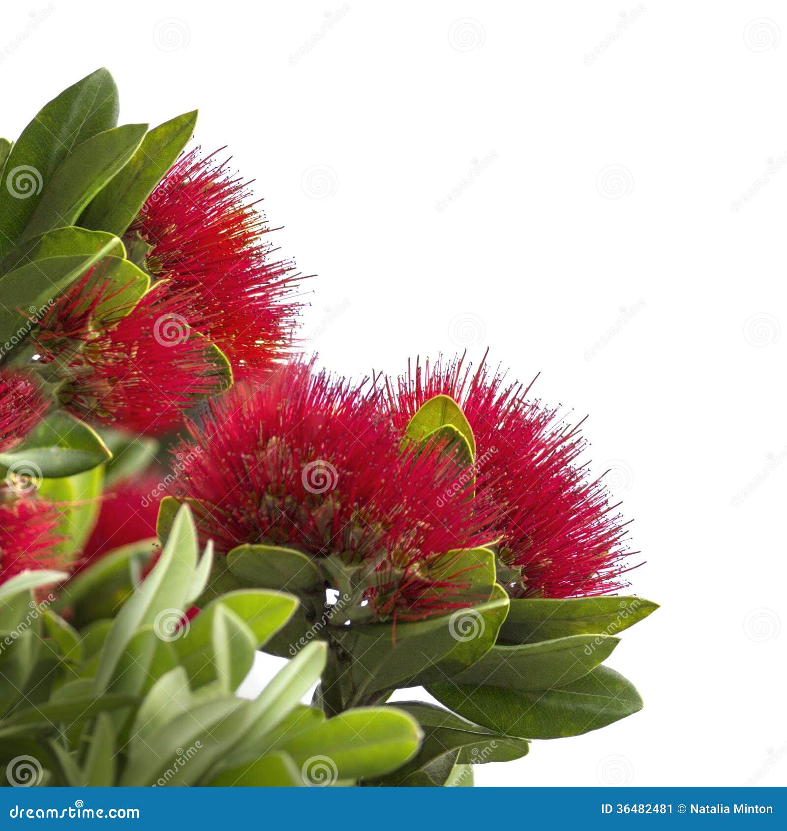 pohutukawa, new zealand christmas tree