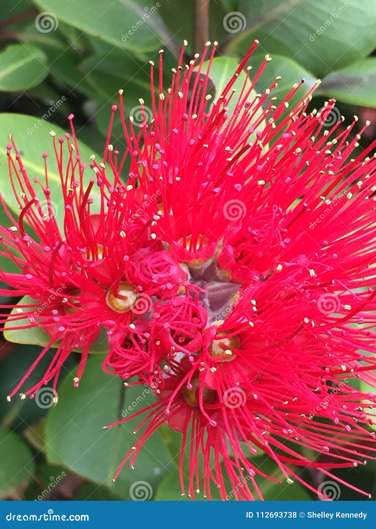 Close Up Of Red Pohutukawa Flower Stock Photo Image Of Flower Native