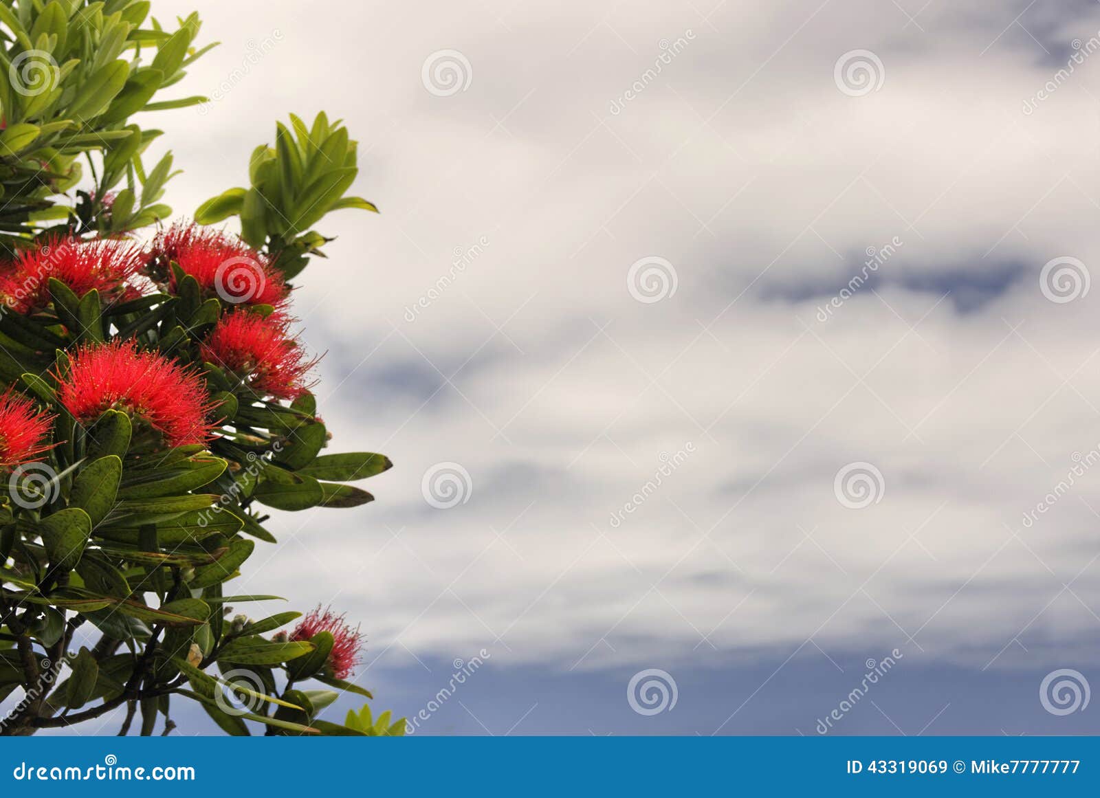 pohutukawa tree, partly cloudy sky. new zealand