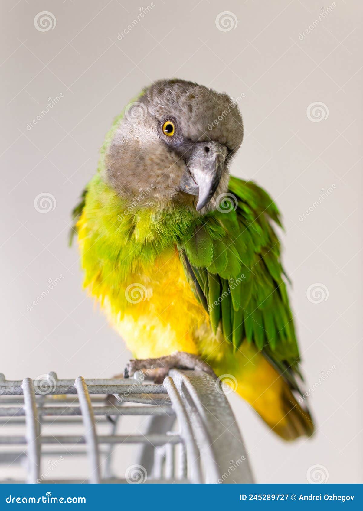 Poicephalus Senegal. Senegalese Parrot Sits on a Cage Stock Image