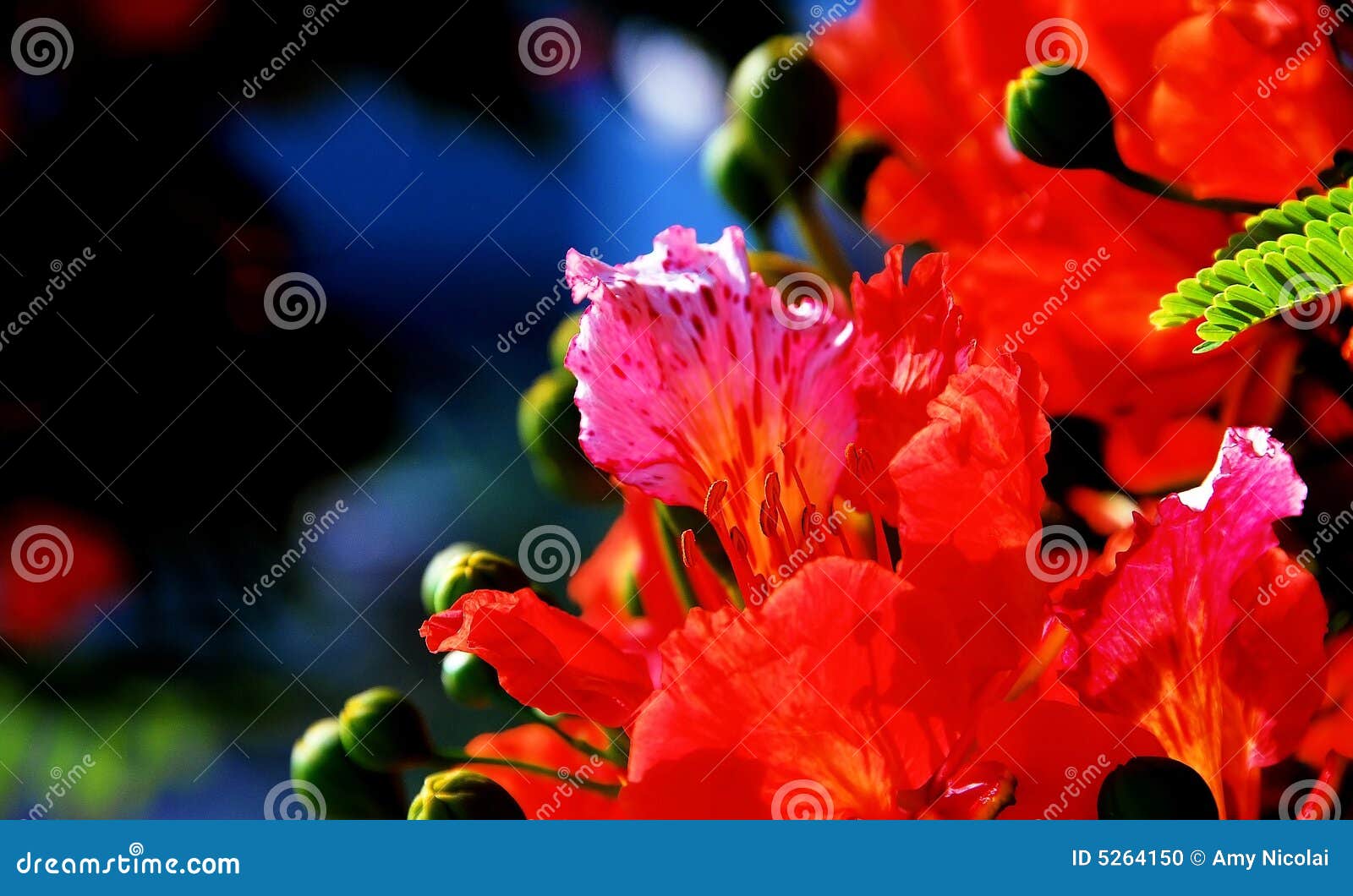 Poinciana, Tree, Royal, Flamboyant, Flame, Sky, Flower, Blue, Delonix,  Gulmohar, Peacock, Nature, Red, Beautiful, Colorful, Bright, Leaves, Flora,  Background, Bloom, Ornamental, Trees, Jardines, Beauty, Green, Summer,  Natural, Plant, Orange, Tropical ...