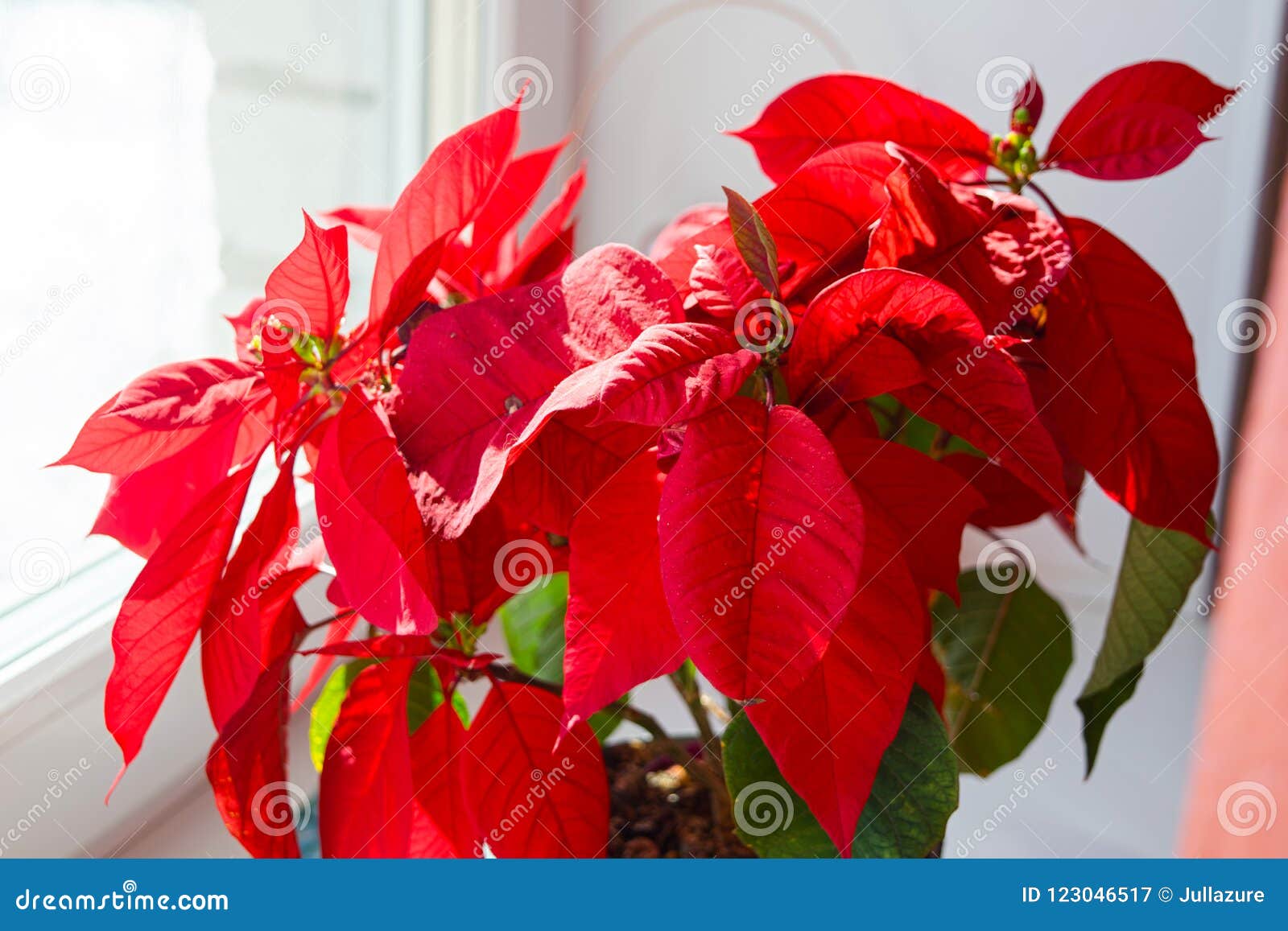 Poinsétia Bonita No Vaso De Flores Flor Vermelha Do Natal Na Soleira  Estrela Do Natal Imagem de Stock - Imagem de cresce, vermelho: 123046517