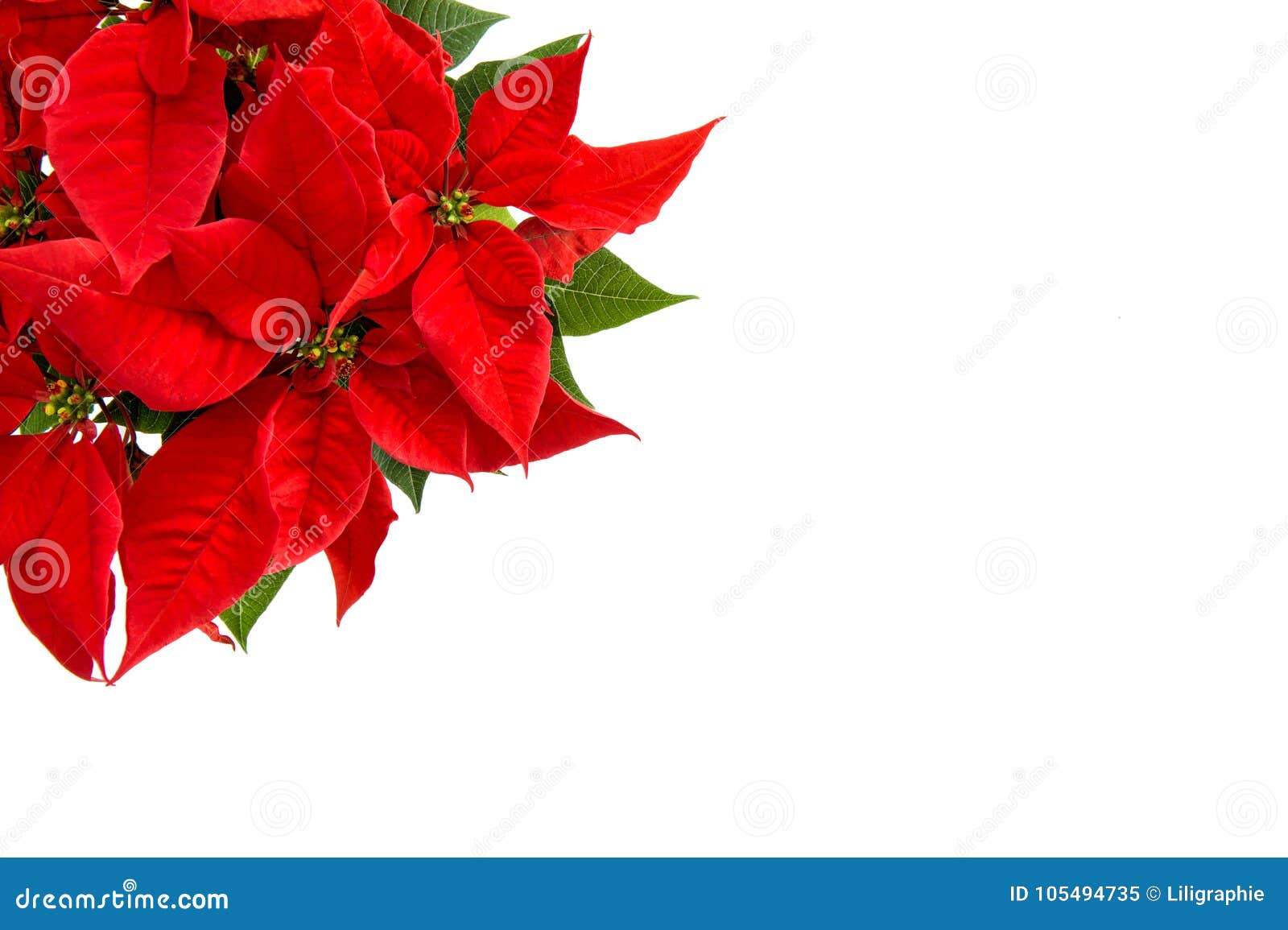Poinsétia Branca Isolada Flor Do Vermelho Do Fundo Do Natal Imagem de Stock  - Imagem de brilhante, poinsettia: 105494735