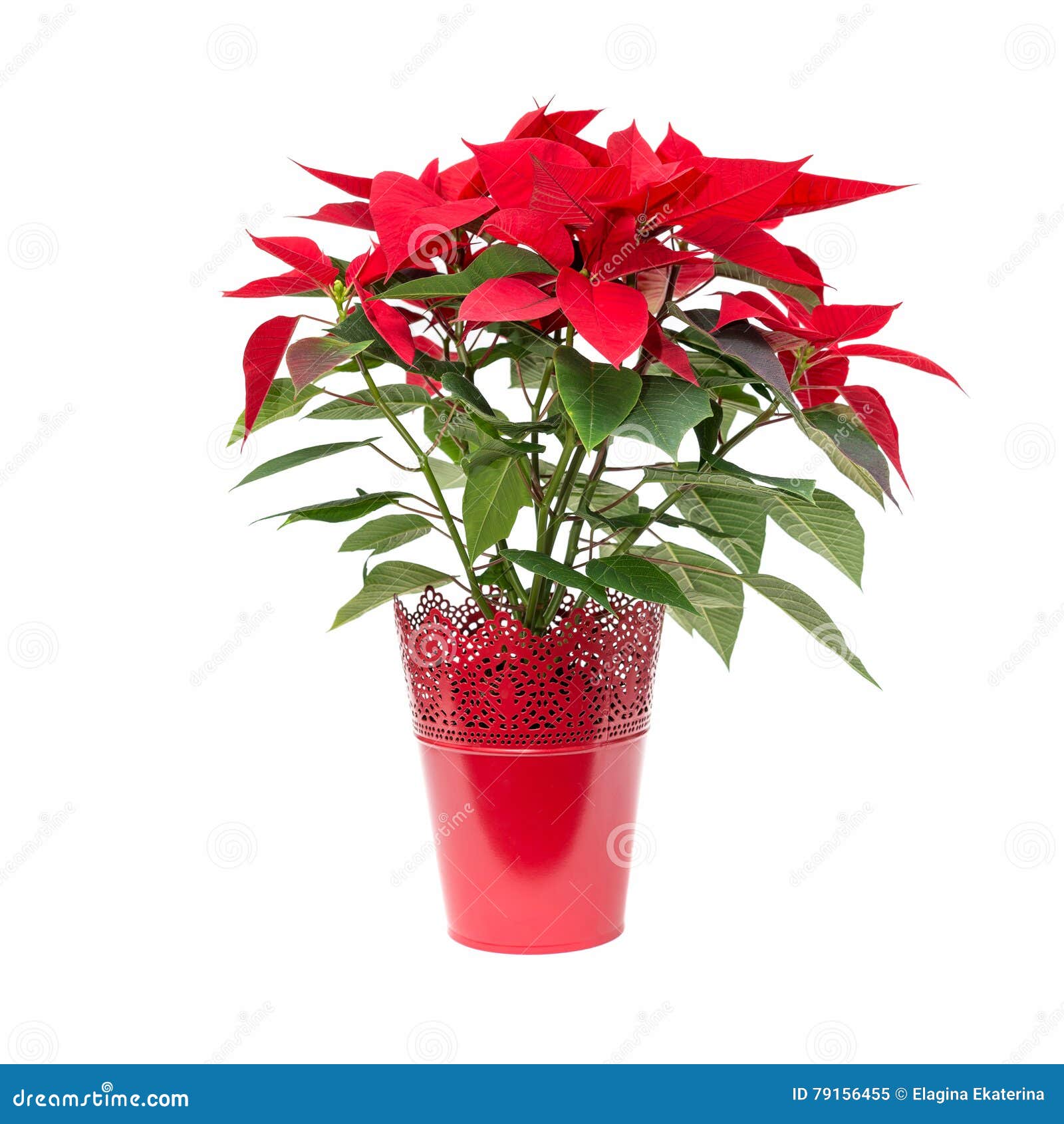 Poinsétia Da Flor Do Natal No Vaso De Flores Vermelho Isolado Em B Branco  Imagem de Stock - Imagem de feriado, flora: 79156455