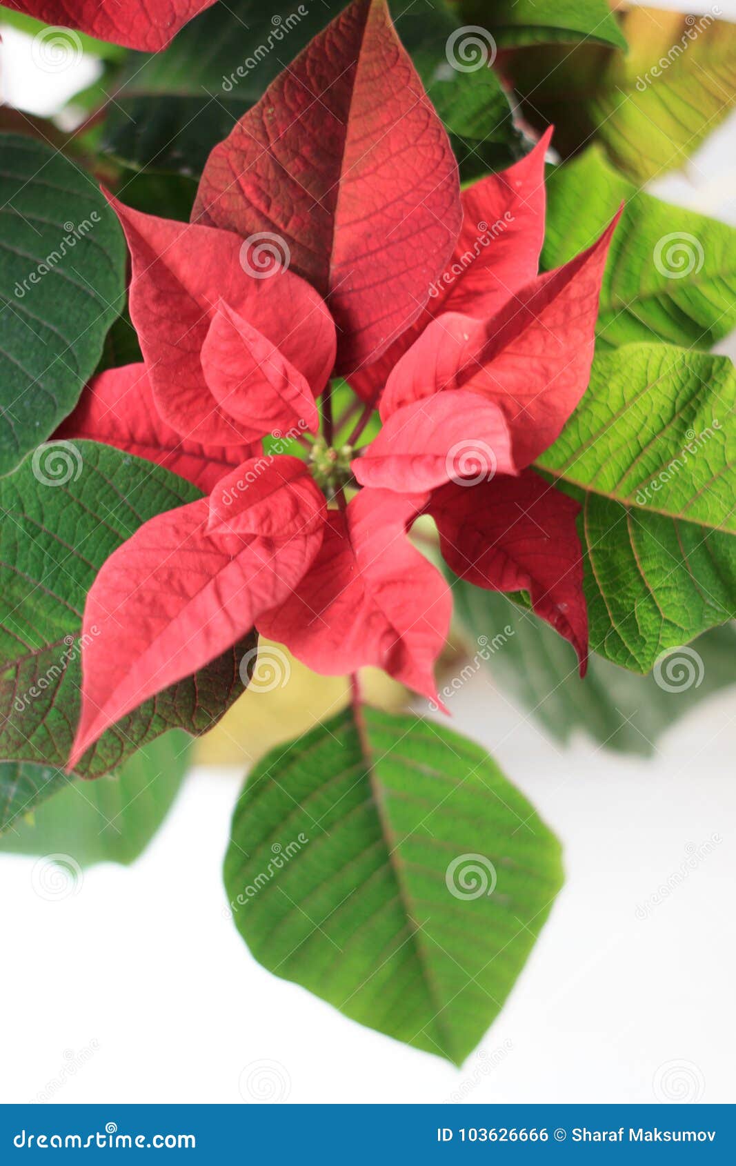 Poinsétia Do Natal - Tipo Da Planta Da Casa Do Natal Folhas E Flores  Vermelhas Da Poinsétia Foto de Stock - Imagem de brilhante, xmas: 103626666