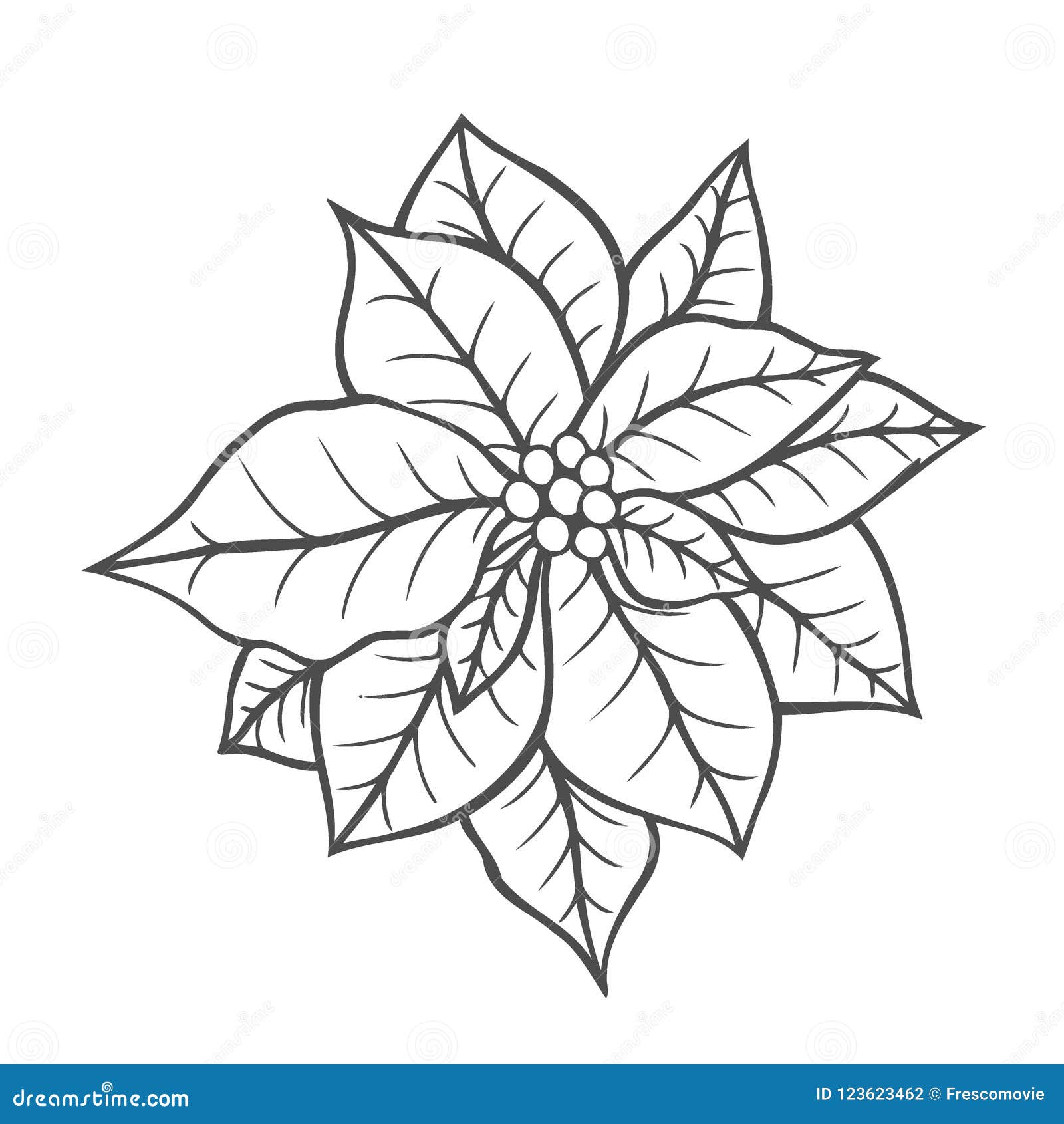 Poinsétia Isolada, Flor Do Natal Ilustração do Vetor - Ilustração de  estilo, isolado: 123623462