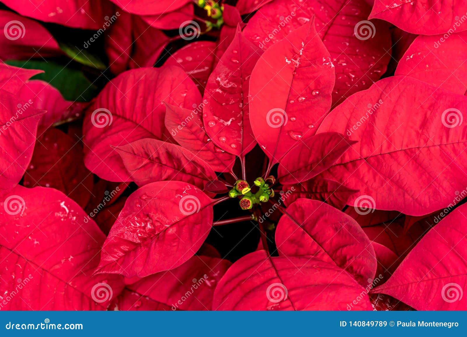 A Poinsétia Mexicana, Chamou a Flor Do Natal, é Usada Em Decorações Do Natal  Imagem de Stock - Imagem de arranjo, pétalas: 140849789