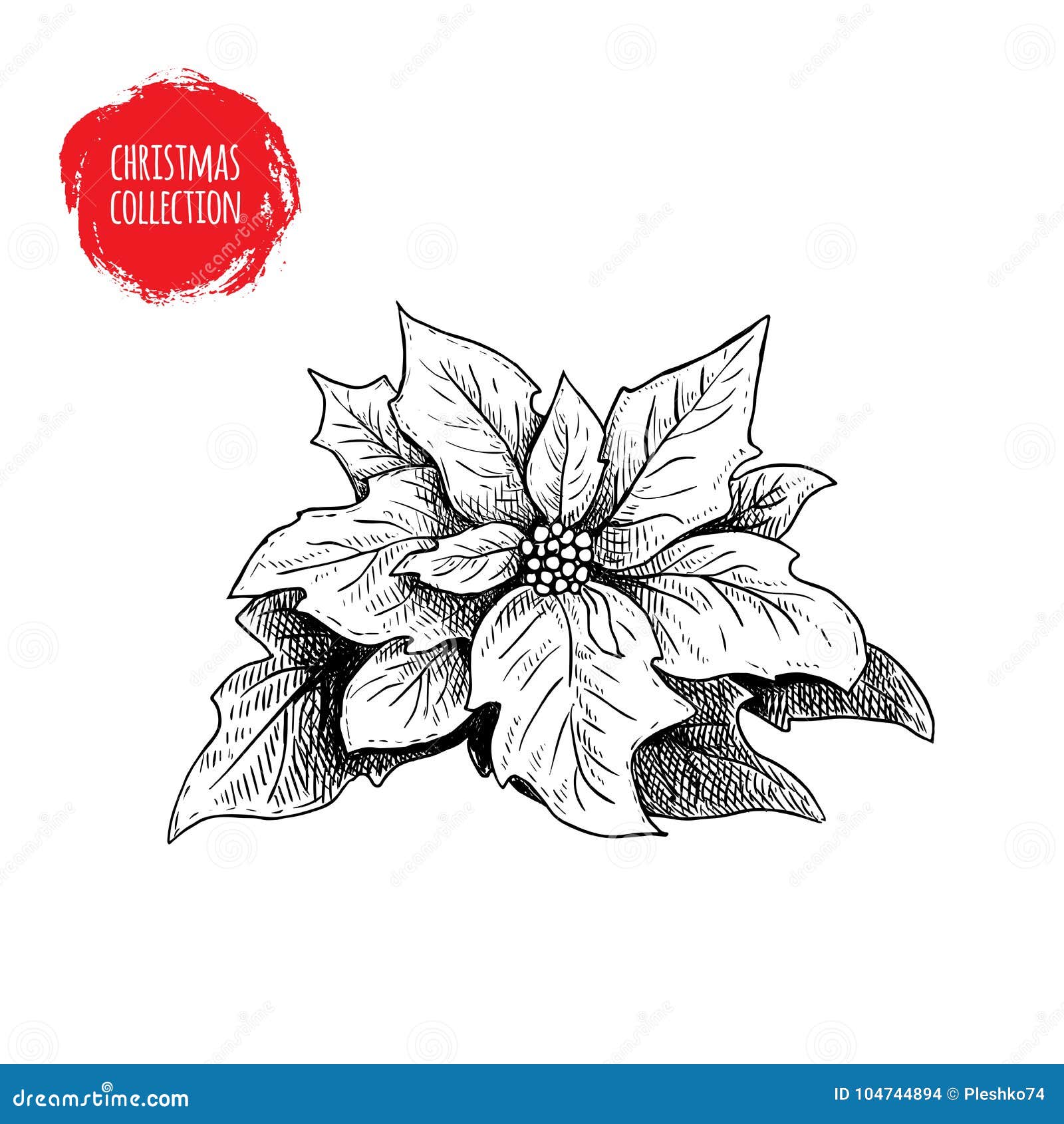 Poinsétia Tirada Mão Do Esboço Flor Sazonal Do Natal Símbolo Do Feriado De  Inverno Ilustração do Vetor - Ilustração de decorativo, natal: 104744894