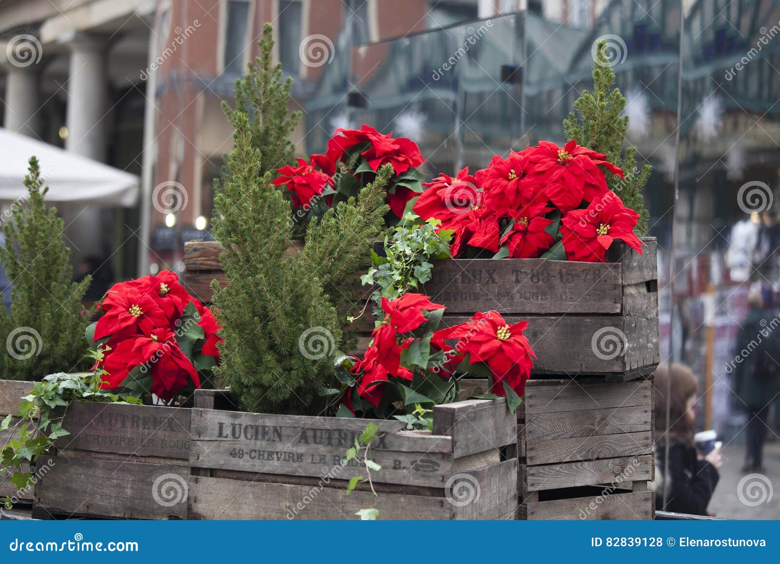 Poinsétia Vermelha Bonita Da Flor Do Natal Como O Símbolo Do Natal Que  Pendura No Mercado Em Europa Foto de Stock Editorial - Imagem de colheita,  confunto: 82839128