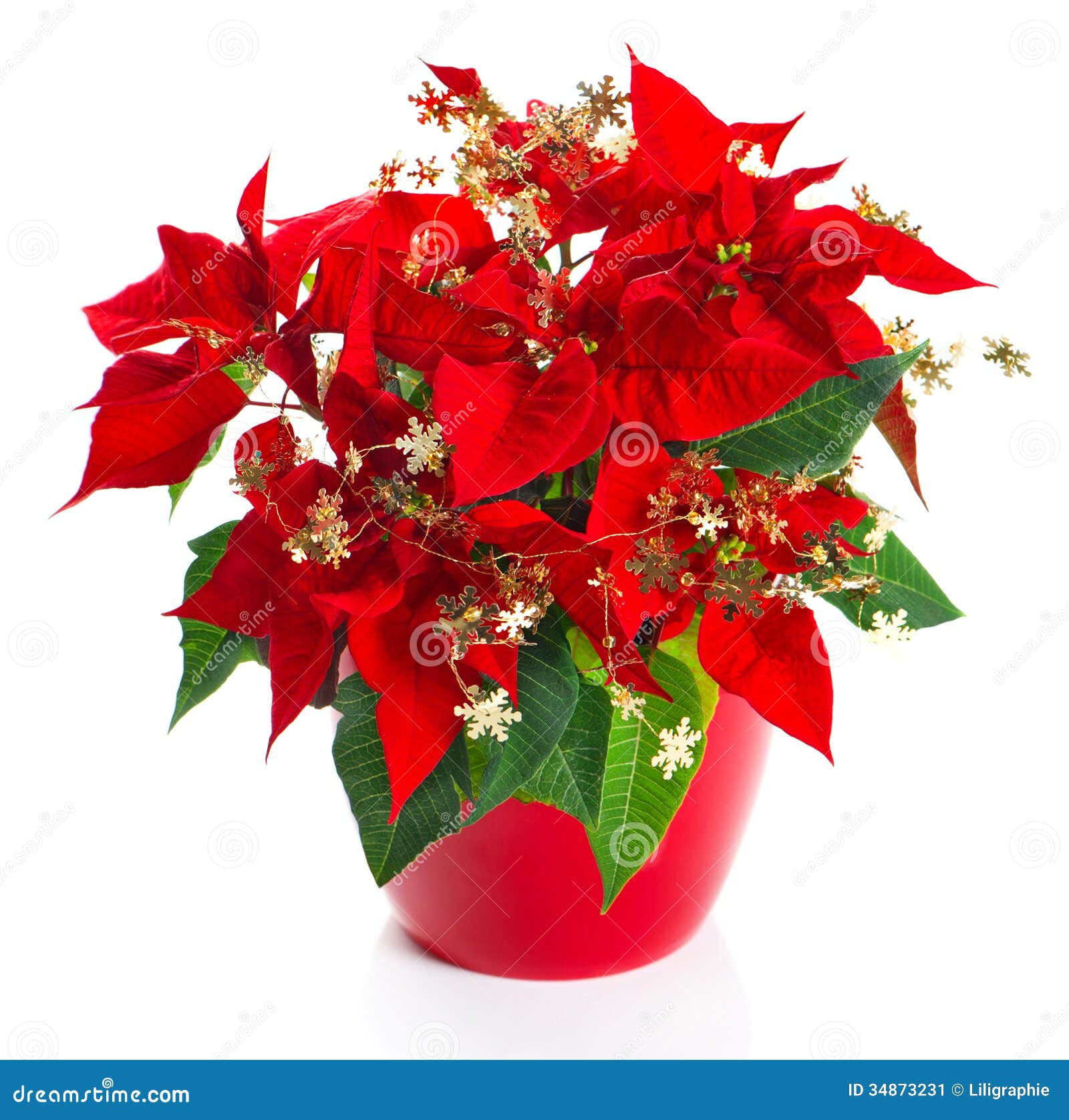 Poinsétia Vermelha Da Flor Do Natal Com Decoração Dourada Imagem de Stock -  Imagem de planta, dourado: 34873231
