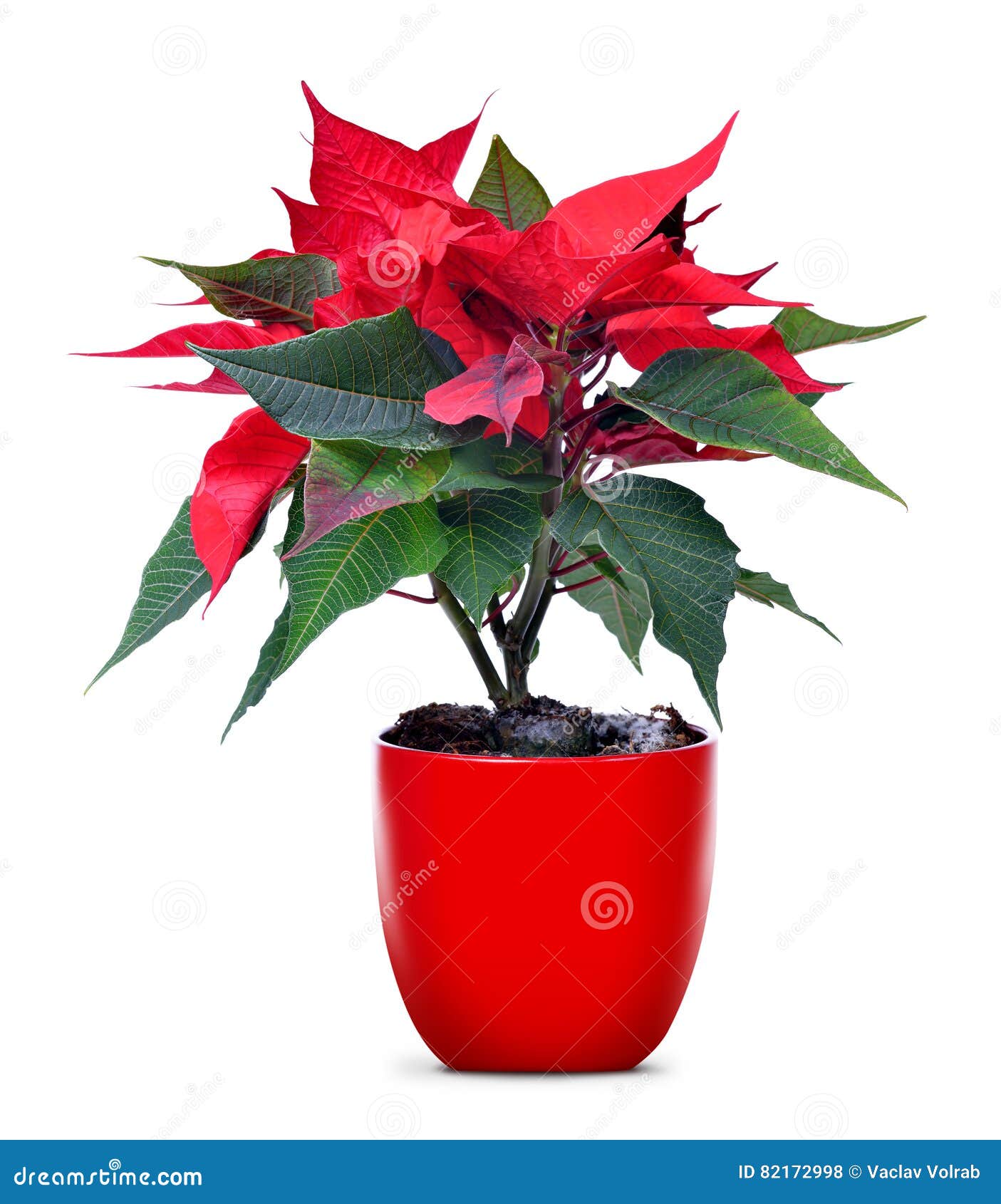 Poinsétia Vermelha Da Flor Do Natal No Vaso De Flores Foto de Stock -  Imagem de vaso, poinsettia: 82172998