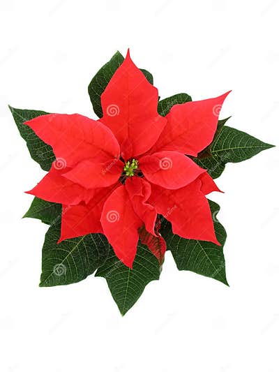 Poinsettia stock photo. Image of decoration, christmas - 401970