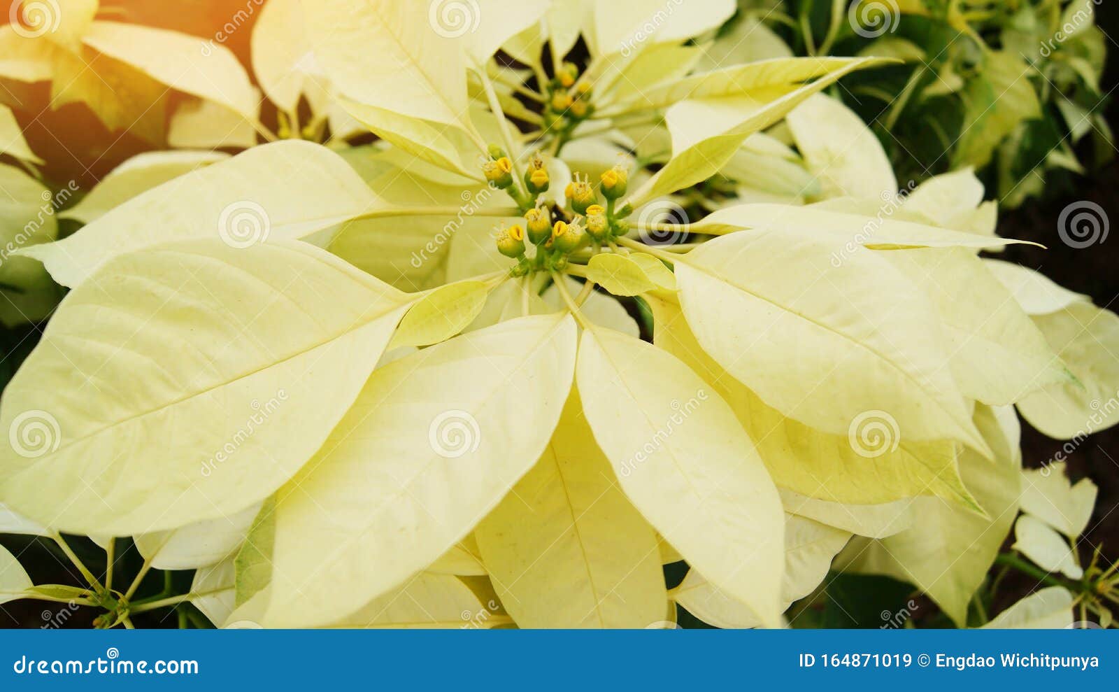 Poinsettia Branca Ou Amarela Na Comemoração Do Jardim E No Fundo Da  Floresta Pinheira - Poinsettia Flor Tradicional De Natal Imagem de Stock -  Imagem de floral, nave: 164871019