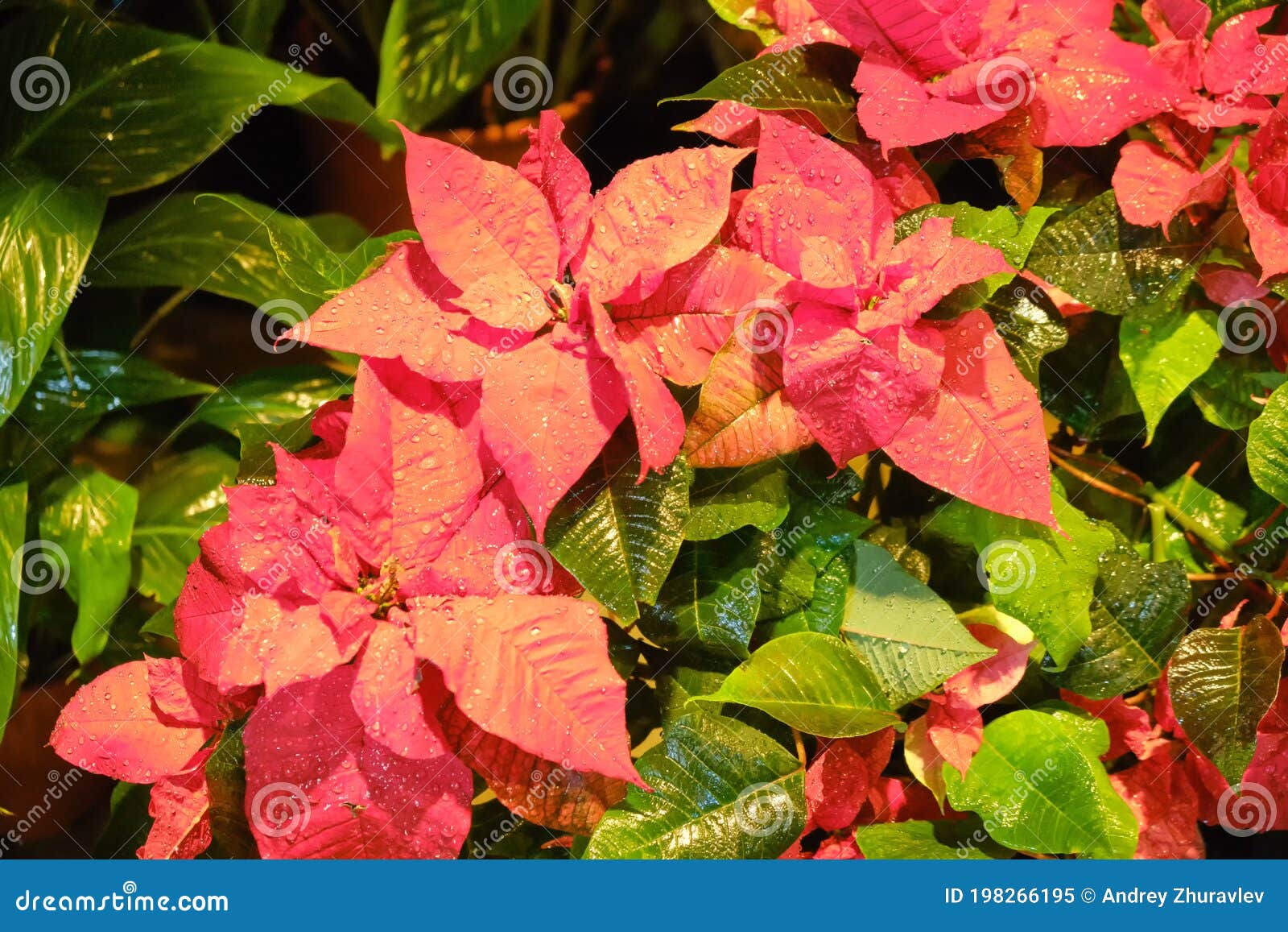 The Poinsettia Euphorbia Pulcherrima is a Commercially Important ...