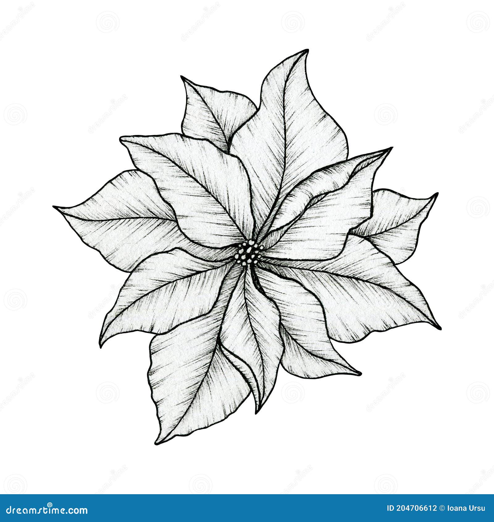 Poinsettia Flor Tinta Dibujo Aislado En Blanco Hermosa Línea Arte Floral Dibujo Navidad Poinsettia Flor Arte Negro Floral Stock de ilustración - Ilustración de negro, diciembre: 204706612 Poinsettia Flor Tinta Dibujo Aislado En Blanco Hermosa Línea Arte Floral Dibujo Navidad Poinsettia Flor Arte Negro Floral Stock de ilustración - Ilustración de negro, diciembre: 204706612