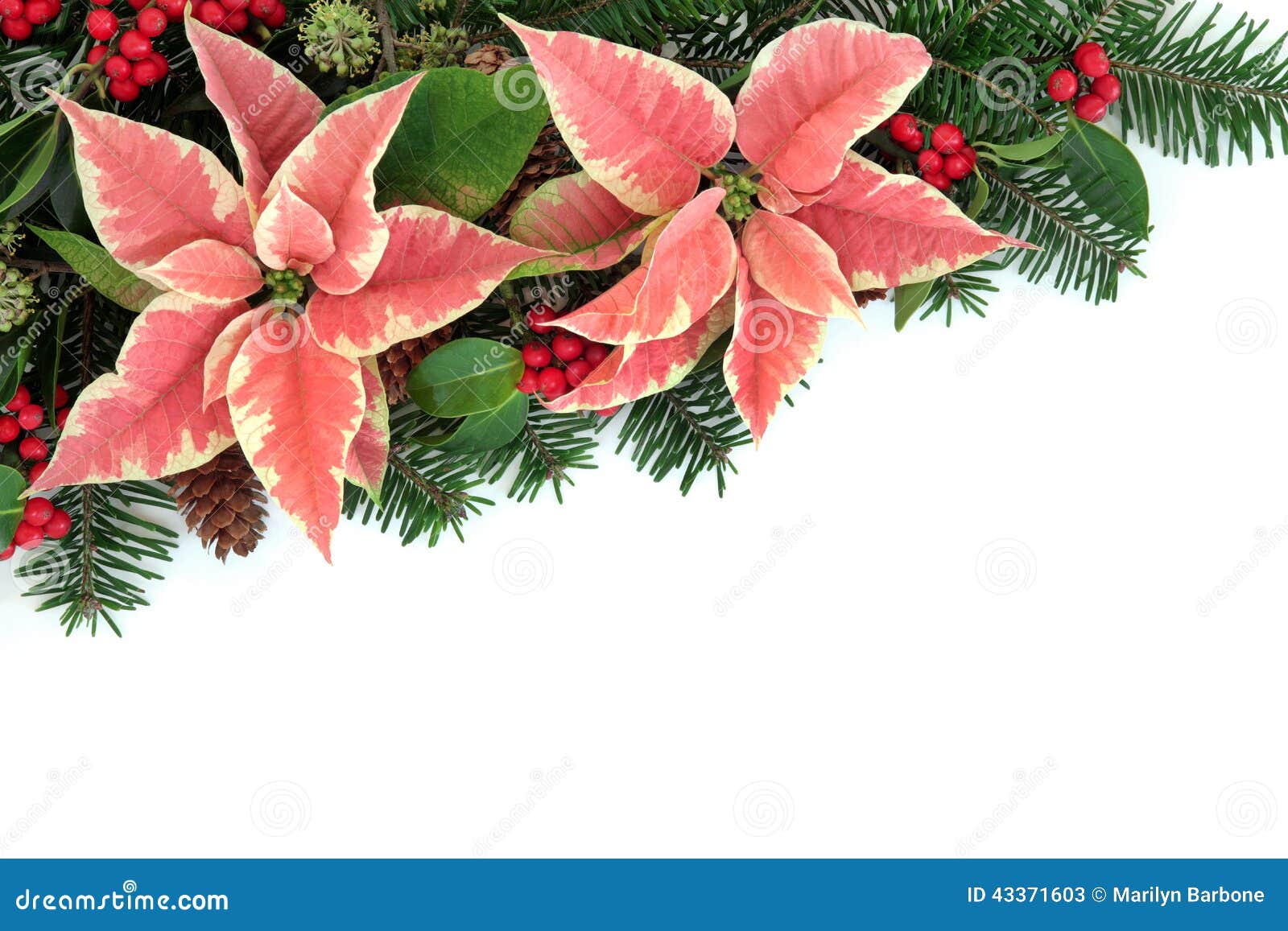 Poinsettia Flower Border Stock Photo - Image: 43371603