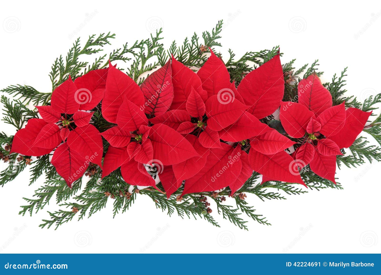 Poinsettia Flower Display stock image. Image of plant - 42224691